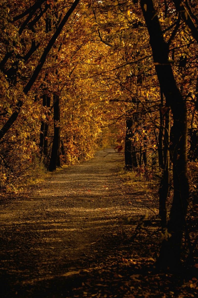 Zdjęcie w galerii na portalu naszraciborz.pl: Jesienny Łężczok. Fotograficzne zaproszenie na spacer wiadomości z regionu