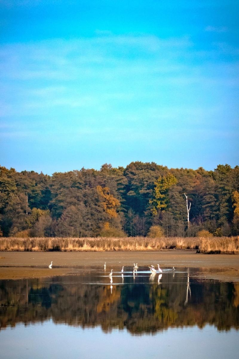 Zdjęcie w galerii na portalu naszraciborz.pl: Jesienny Łężczok. Fotograficzne zaproszenie na spacer wiadomości z regionu