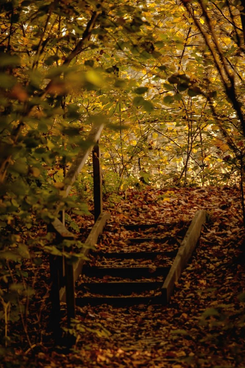 Zdjęcie w galerii na portalu naszraciborz.pl: Jesienny Łężczok. Fotograficzne zaproszenie na spacer wiadomości z regionu
