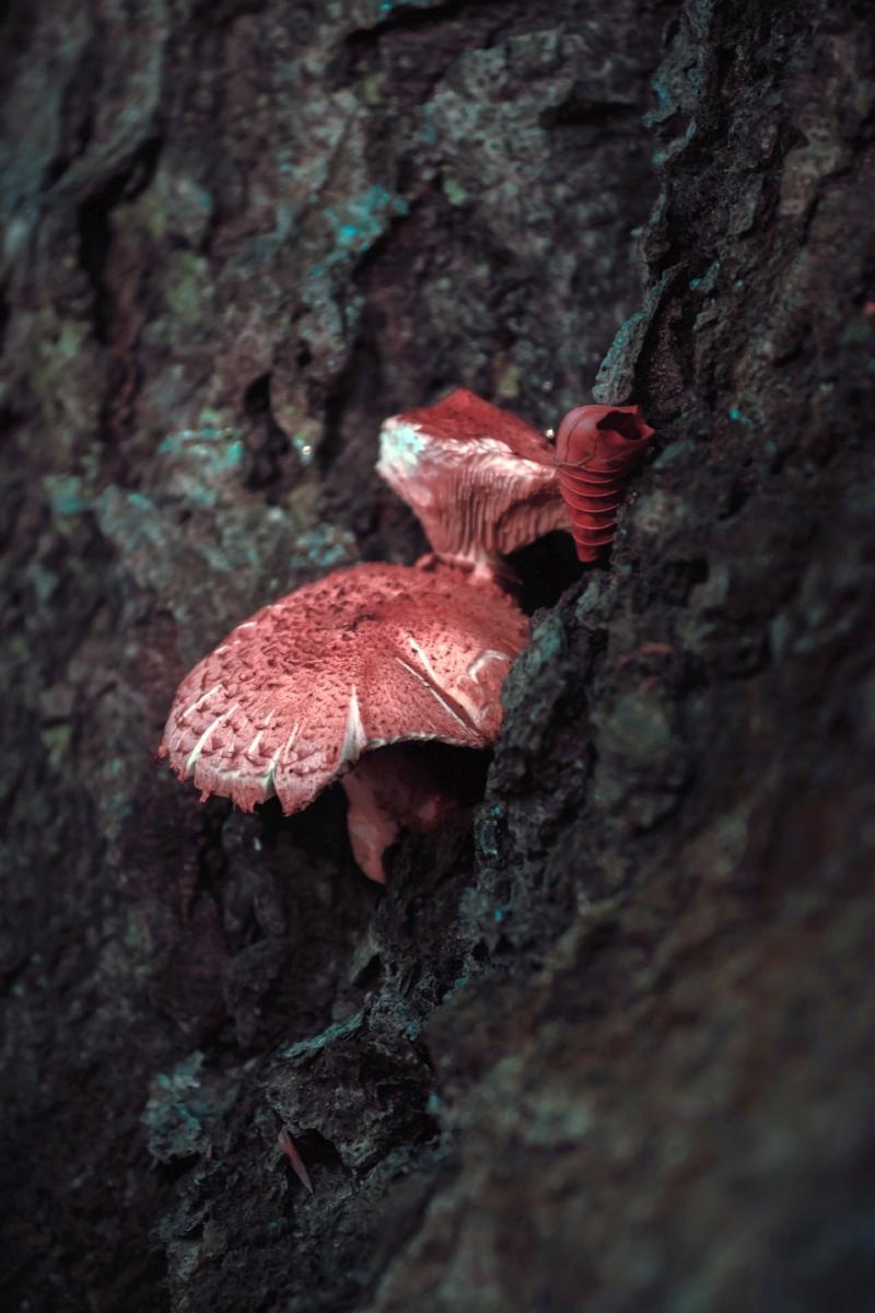 Zdjęcie w galerii na portalu naszraciborz.pl: Jesienny Łężczok. Fotograficzne zaproszenie na spacer wiadomości z regionu