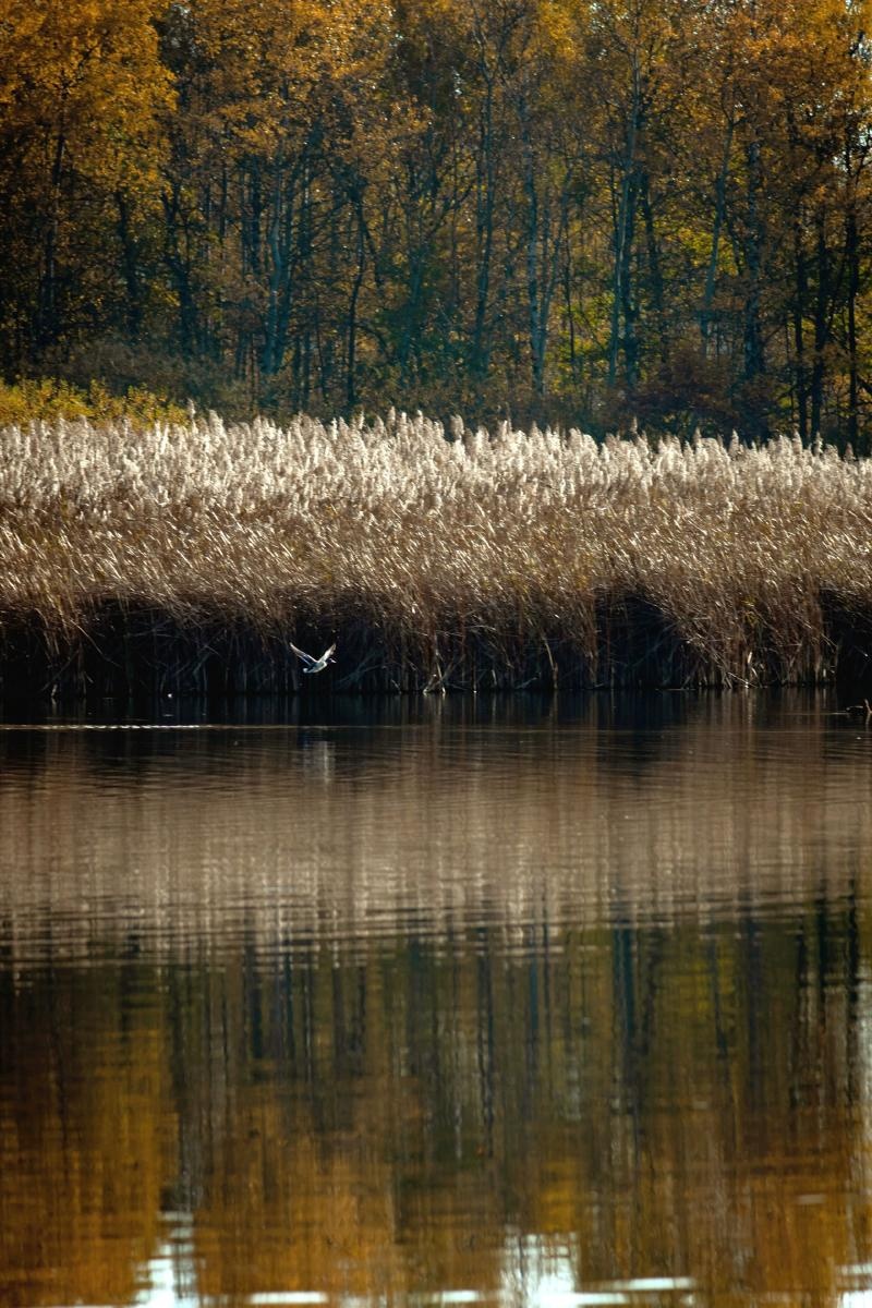 Zdjęcie w galerii na portalu naszraciborz.pl: Jesienny Łężczok. Fotograficzne zaproszenie na spacer wiadomości z regionu