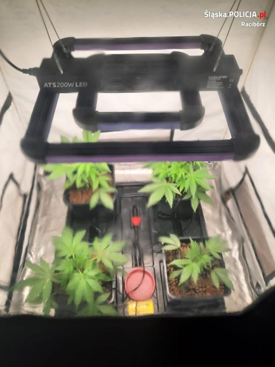 Zdjęcie w galerii na portalu naszraciborz.pl: W mieszkaniu były rozstawione namioty. Policjanci sprawdzili, co się w nich kryje [FOTO] wiadomości z regionu