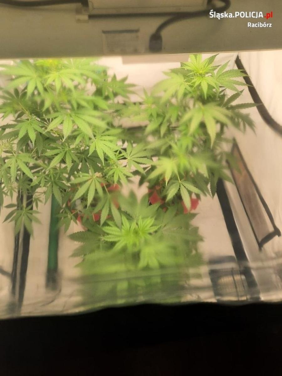 Zdjęcie w galerii na portalu naszraciborz.pl: W mieszkaniu były rozstawione namioty. Policjanci sprawdzili, co się w nich kryje [FOTO] wiadomości z regionu