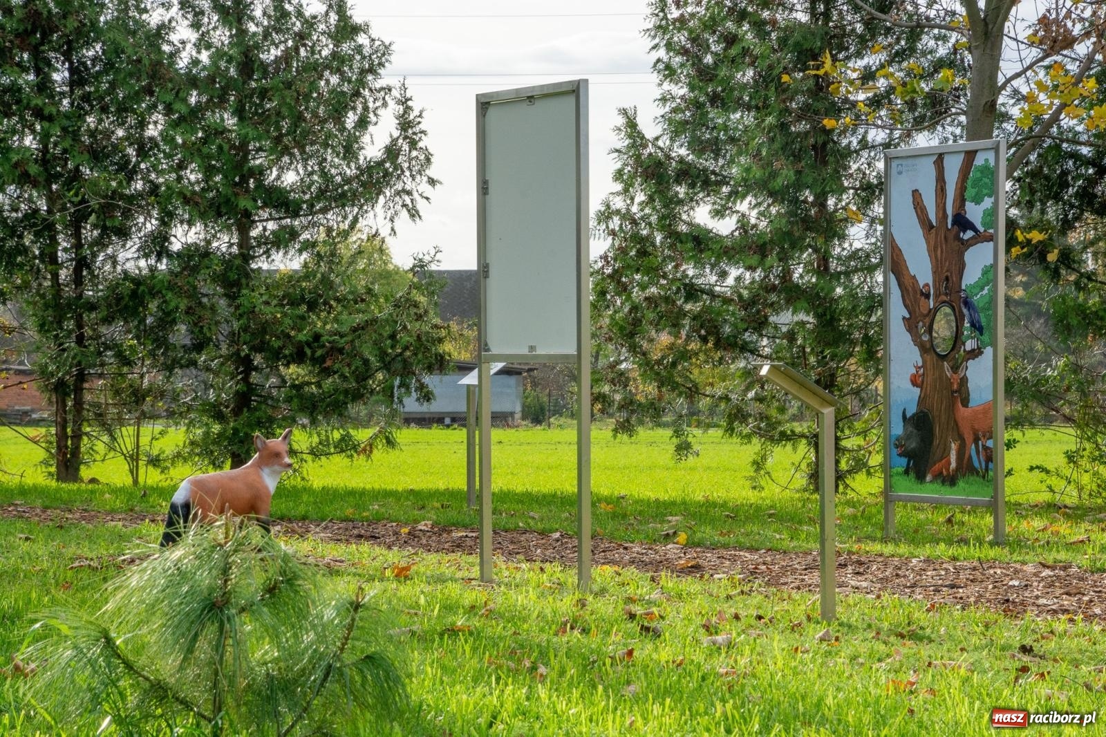 Zdjęcie w galerii na portalu naszraciborz.pl: Cyprzanów ma swój zielony zakątek. Jak leśny park niespodzianek [FOTO i WIDEO] wiadomości z regionu