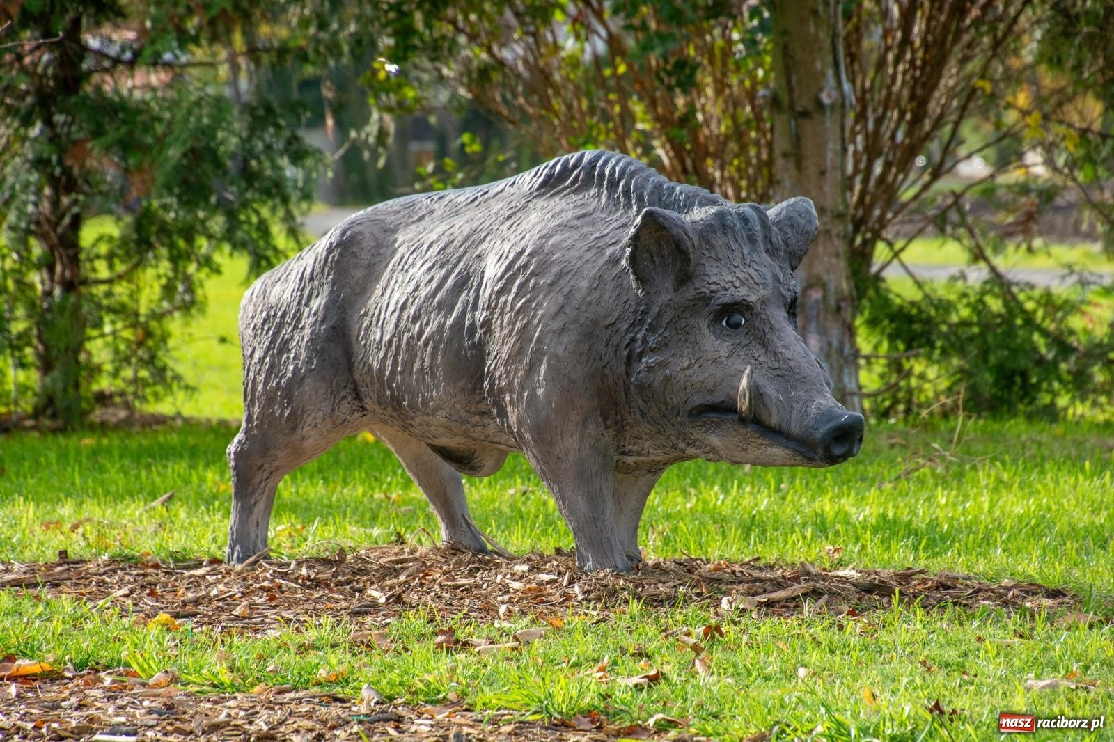Zdjęcie w galerii na portalu naszraciborz.pl: Cyprzanów ma swój zielony zakątek. Jak leśny park niespodzianek [FOTO i WIDEO] wiadomości z regionu