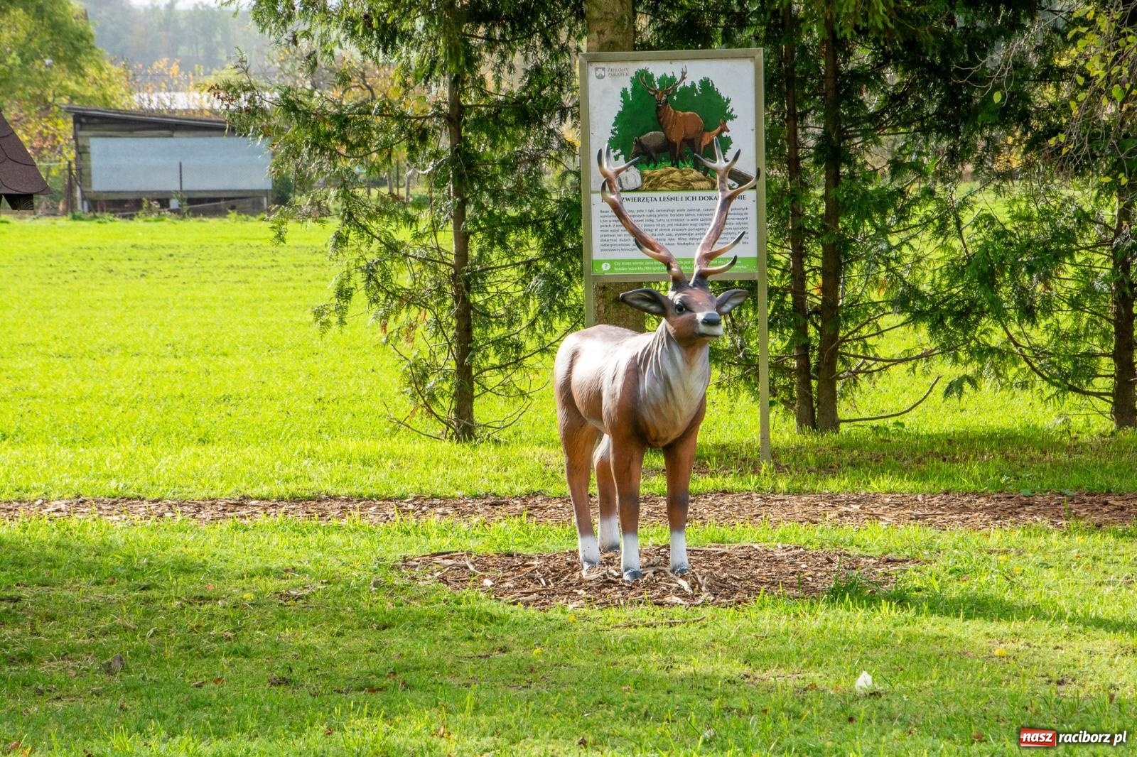 Zdjęcie w galerii na portalu naszraciborz.pl: Cyprzanów ma swój zielony zakątek. Jak leśny park niespodzianek [FOTO i WIDEO] wiadomości z regionu