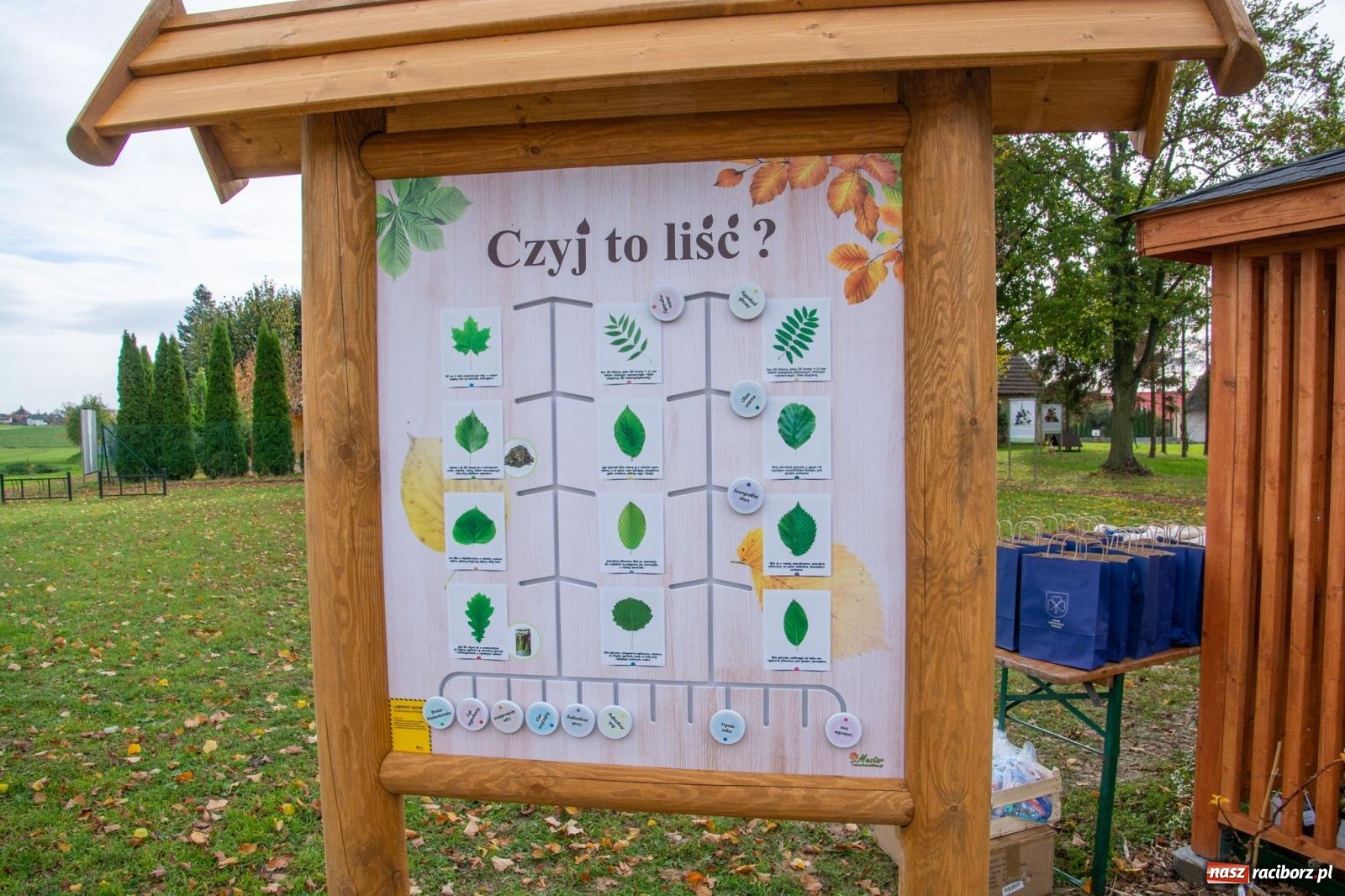 Zdjęcie w galerii na portalu naszraciborz.pl: Cyprzanów ma swój zielony zakątek. Jak leśny park niespodzianek [FOTO i WIDEO] wiadomości z regionu