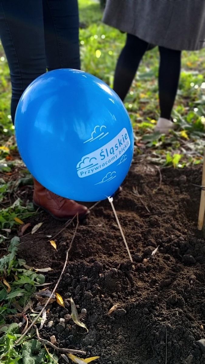 Zdjęcie w galerii na portalu naszraciborz.pl: Wiązy górskie przyozdobią wały nadodrzańskie przy Reymonta wiadomości z regionu