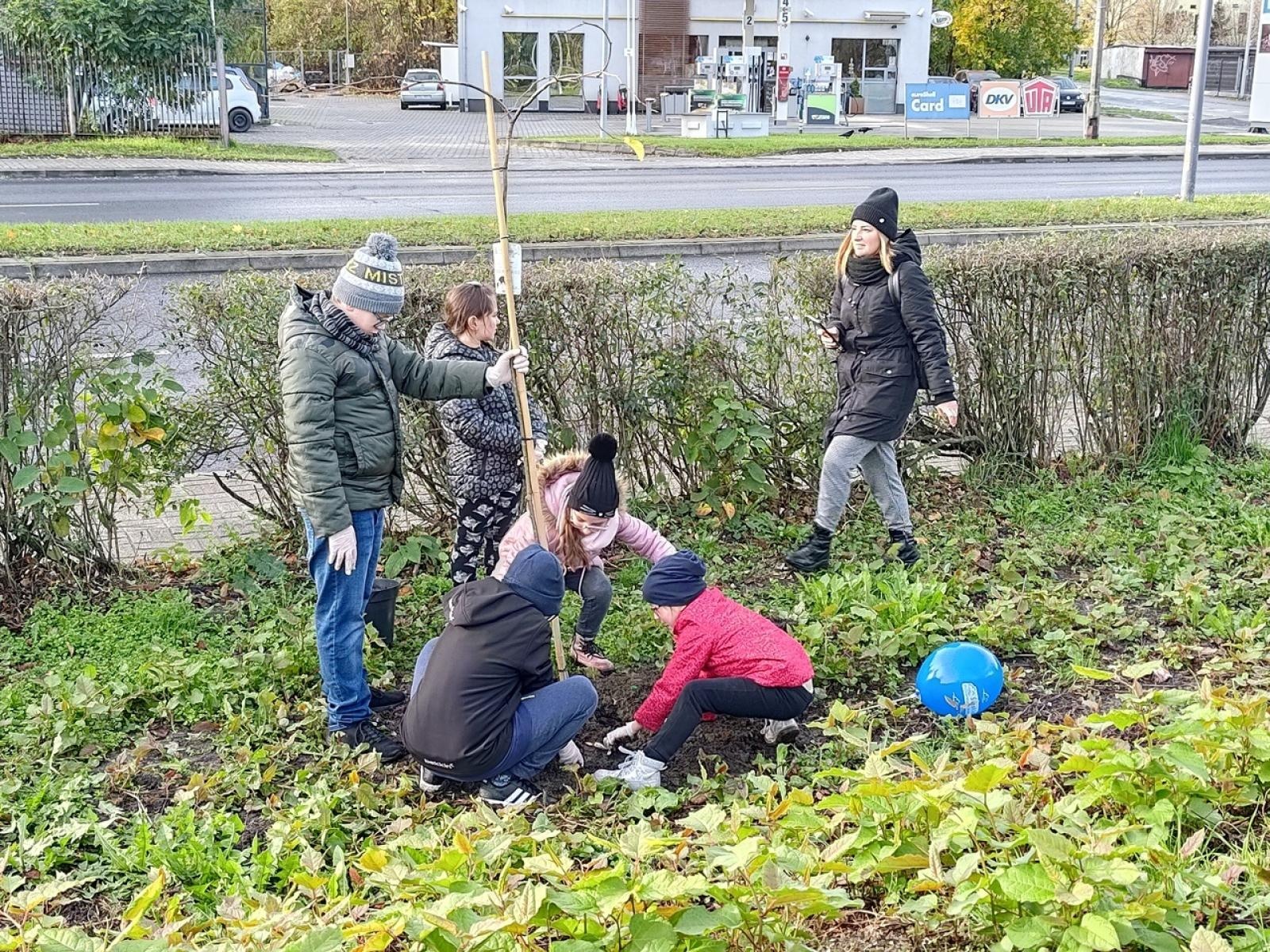 Zdjęcie w galerii na portalu naszraciborz.pl: Wiązy górskie przyozdobią wały nadodrzańskie przy Reymonta wiadomości z regionu