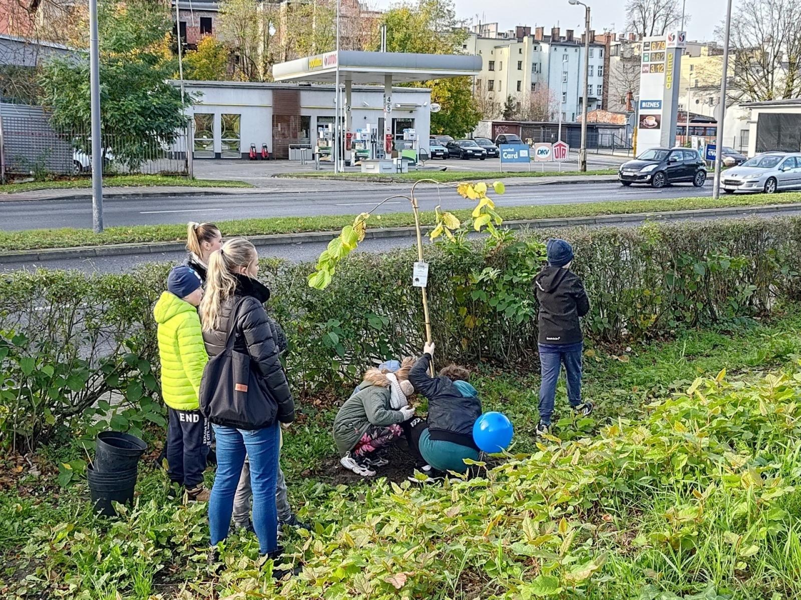 Zdjęcie w galerii na portalu naszraciborz.pl: Wiązy górskie przyozdobią wały nadodrzańskie przy Reymonta wiadomości z regionu