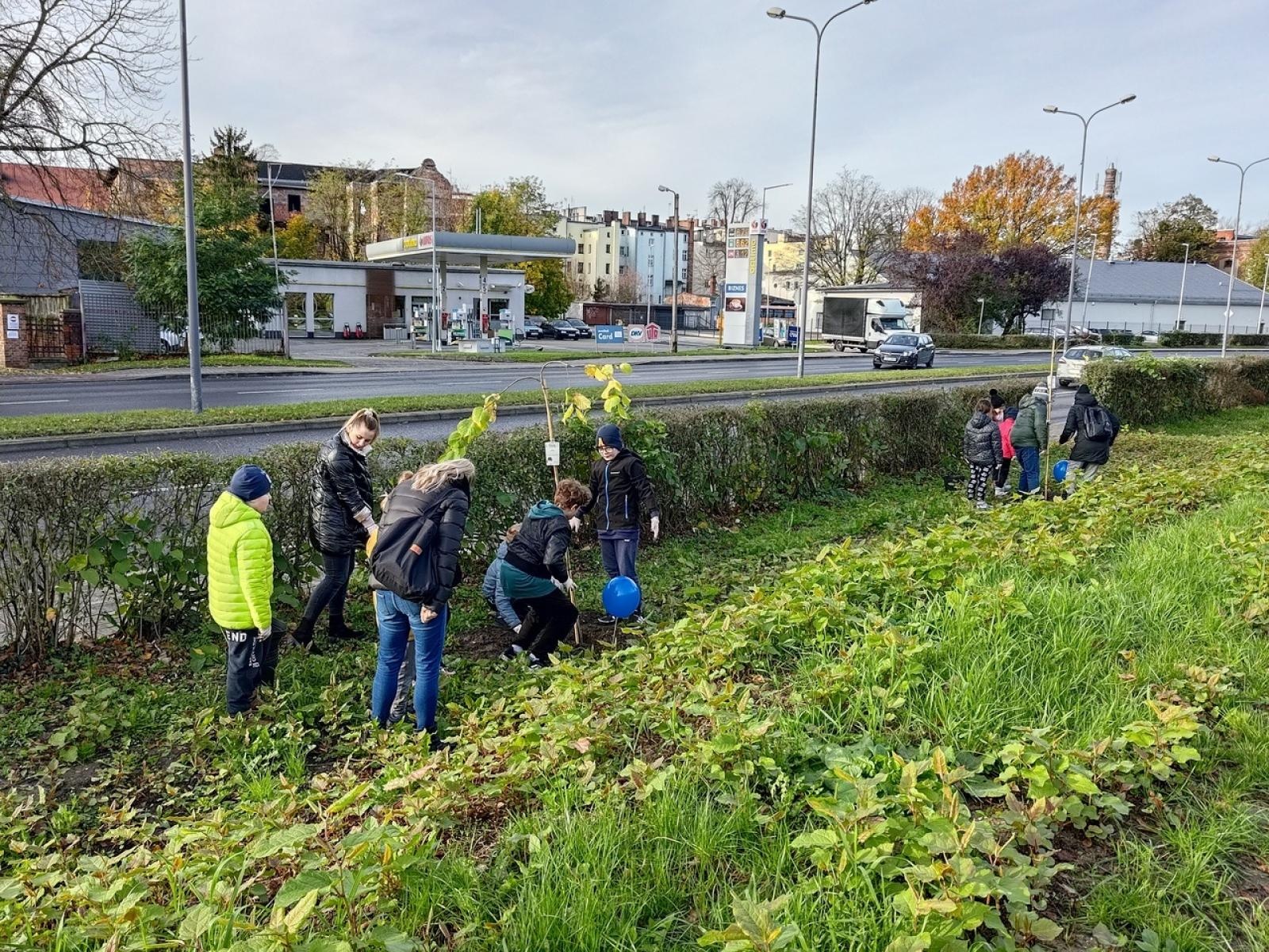 Zdjęcie w galerii na portalu naszraciborz.pl: Wiązy górskie przyozdobią wały nadodrzańskie przy Reymonta wiadomości z regionu