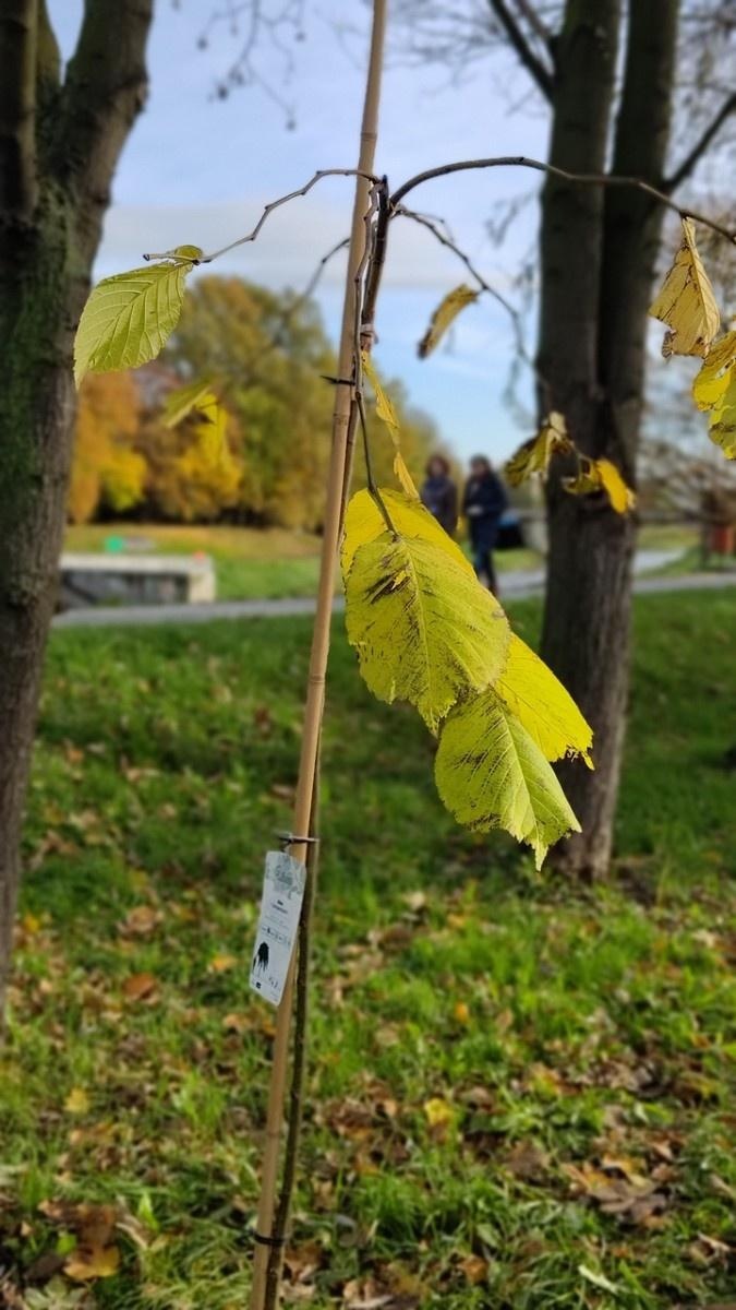 Zdjęcie w galerii na portalu naszraciborz.pl: Wiązy górskie przyozdobią wały nadodrzańskie przy Reymonta wiadomości z regionu