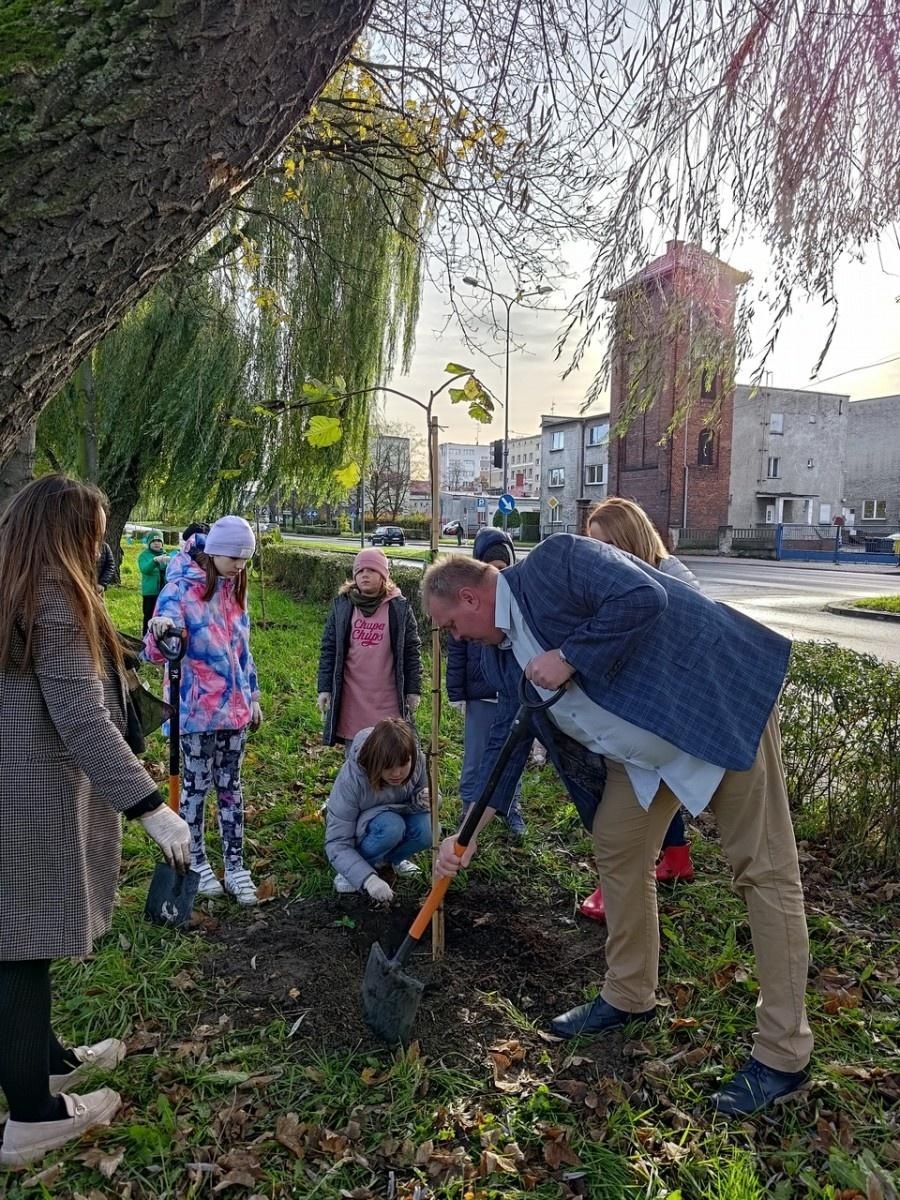 Zdjęcie w galerii na portalu naszraciborz.pl: Wiązy górskie przyozdobią wały nadodrzańskie przy Reymonta wiadomości z regionu