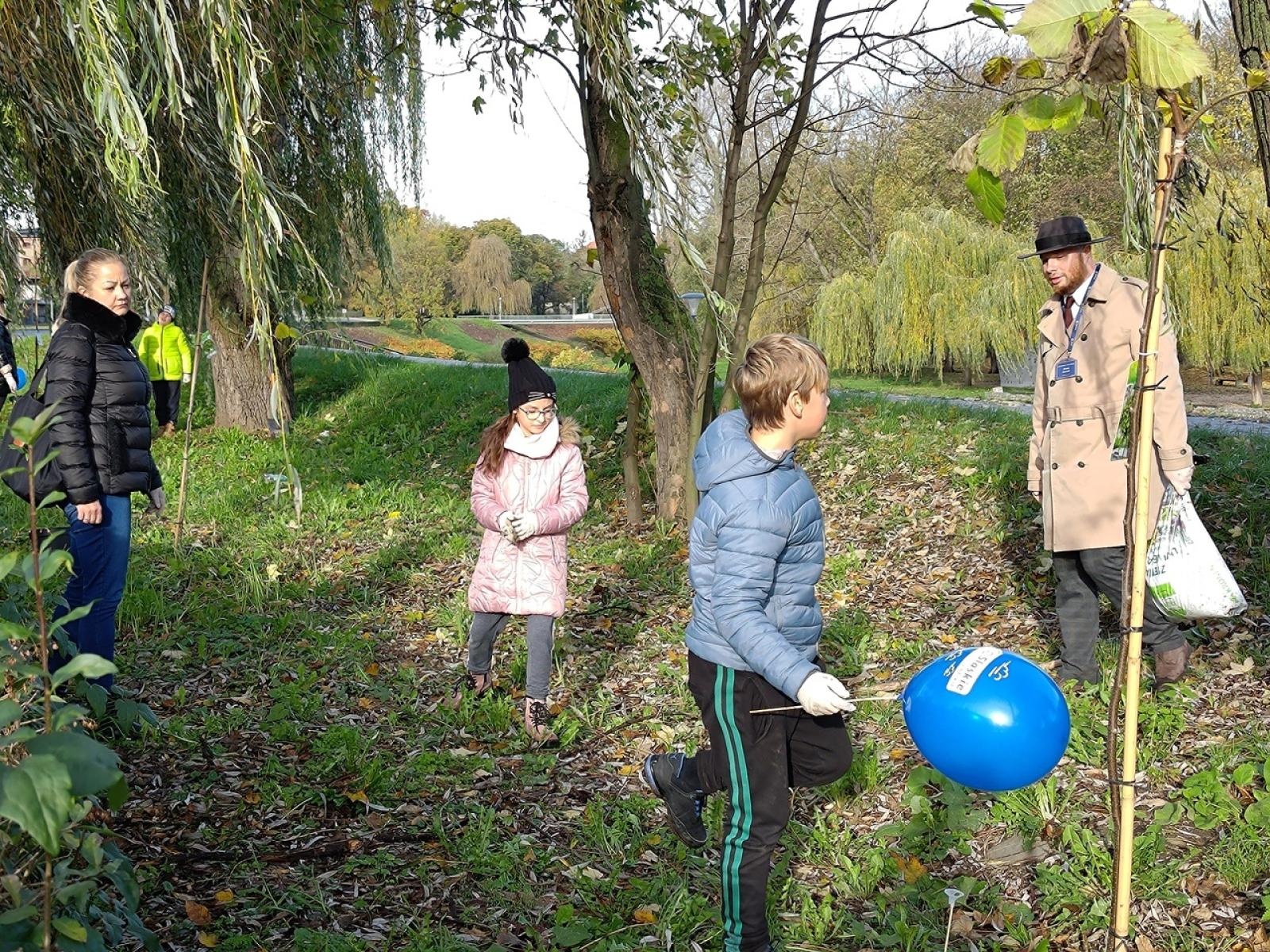 Zdjęcie w galerii na portalu naszraciborz.pl: Wiązy górskie przyozdobią wały nadodrzańskie przy Reymonta wiadomości z regionu