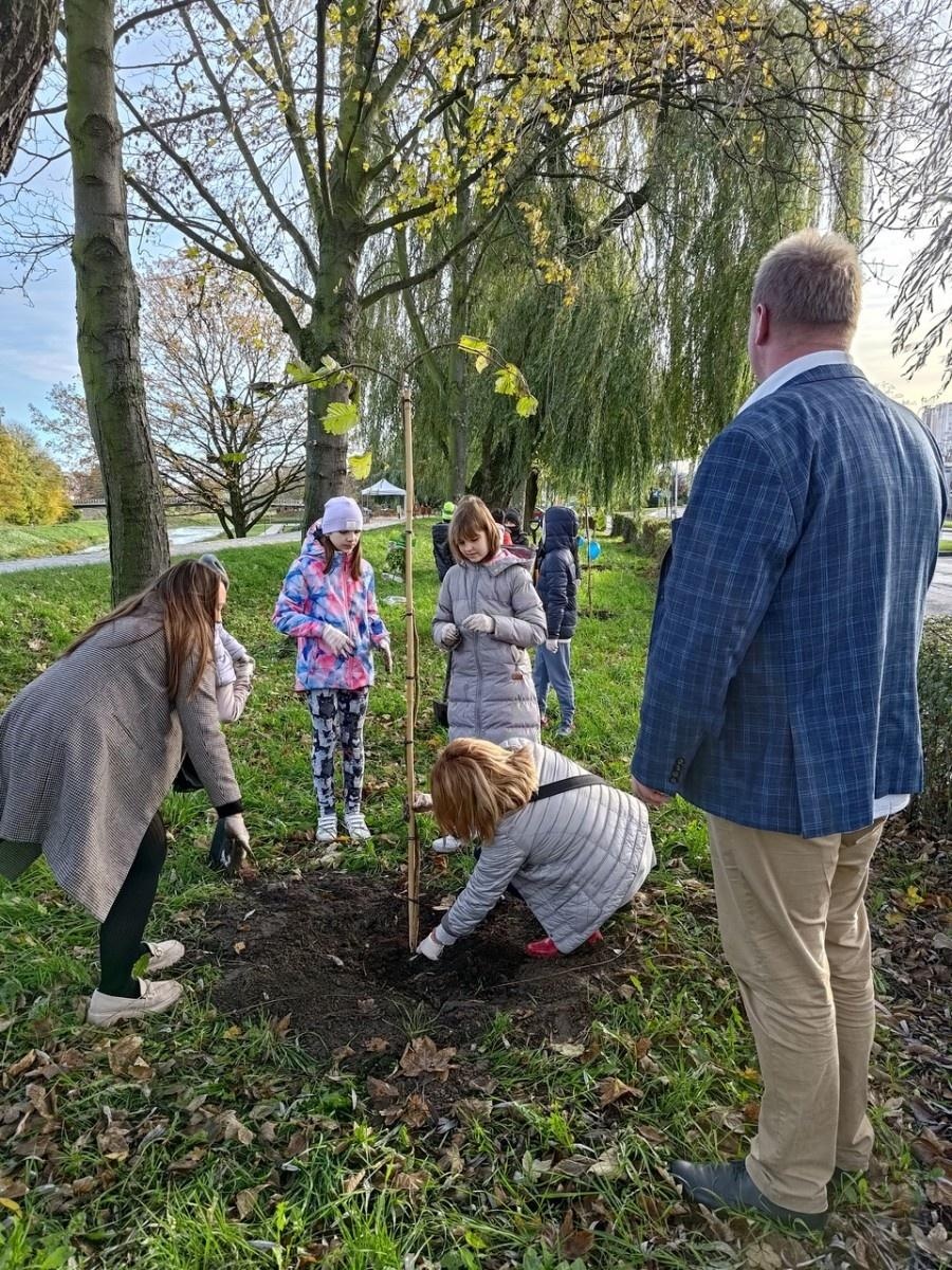 Zdjęcie w galerii na portalu naszraciborz.pl: Wiązy górskie przyozdobią wały nadodrzańskie przy Reymonta wiadomości z regionu