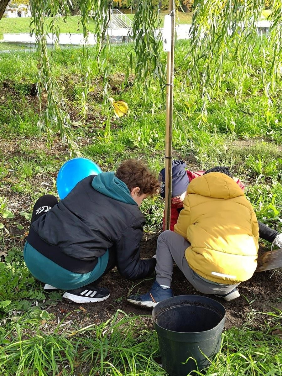 Zdjęcie w galerii na portalu naszraciborz.pl: Wiązy górskie przyozdobią wały nadodrzańskie przy Reymonta wiadomości z regionu