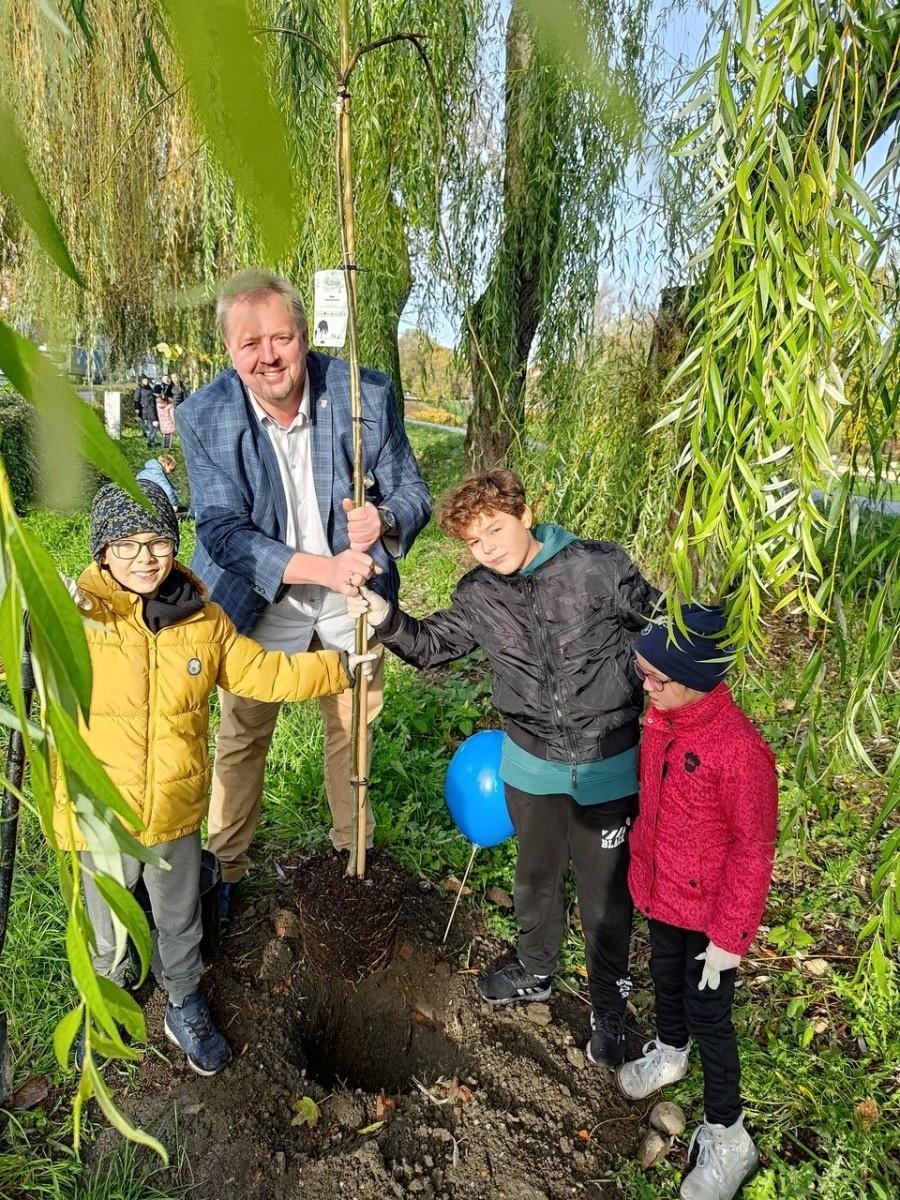 Zdjęcie w galerii na portalu naszraciborz.pl: Wiązy górskie przyozdobią wały nadodrzańskie przy Reymonta wiadomości z regionu