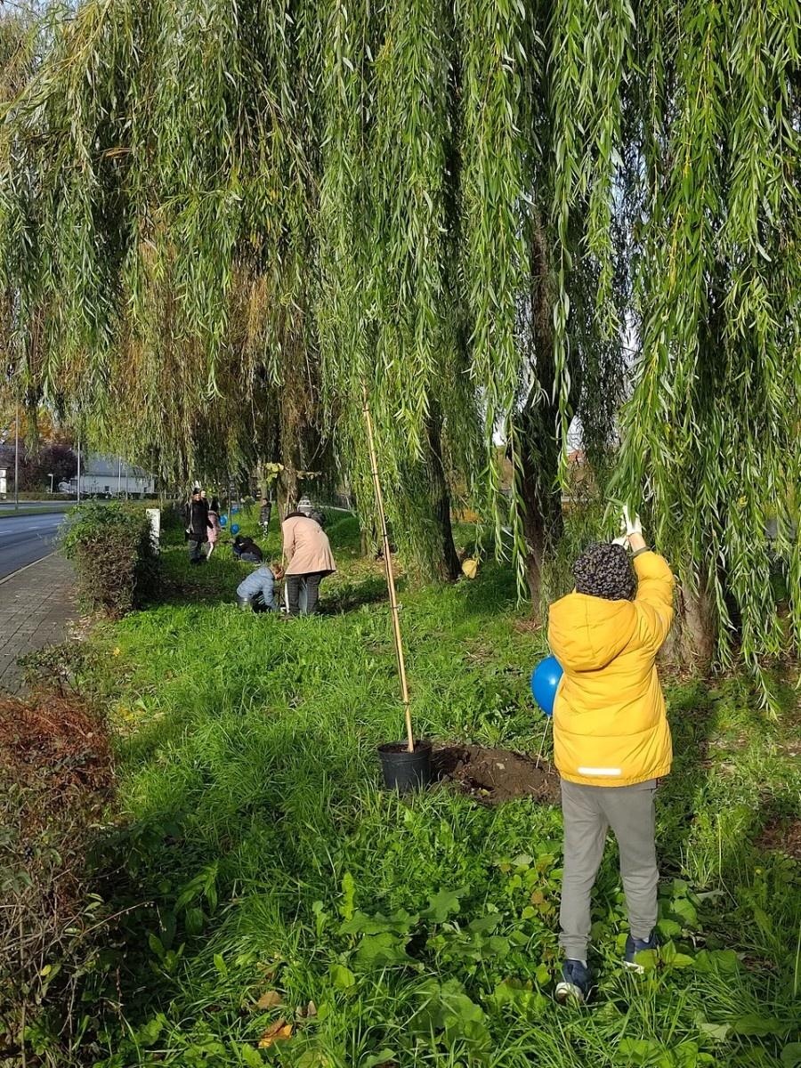 Zdjęcie w galerii na portalu naszraciborz.pl: Wiązy górskie przyozdobią wały nadodrzańskie przy Reymonta wiadomości z regionu