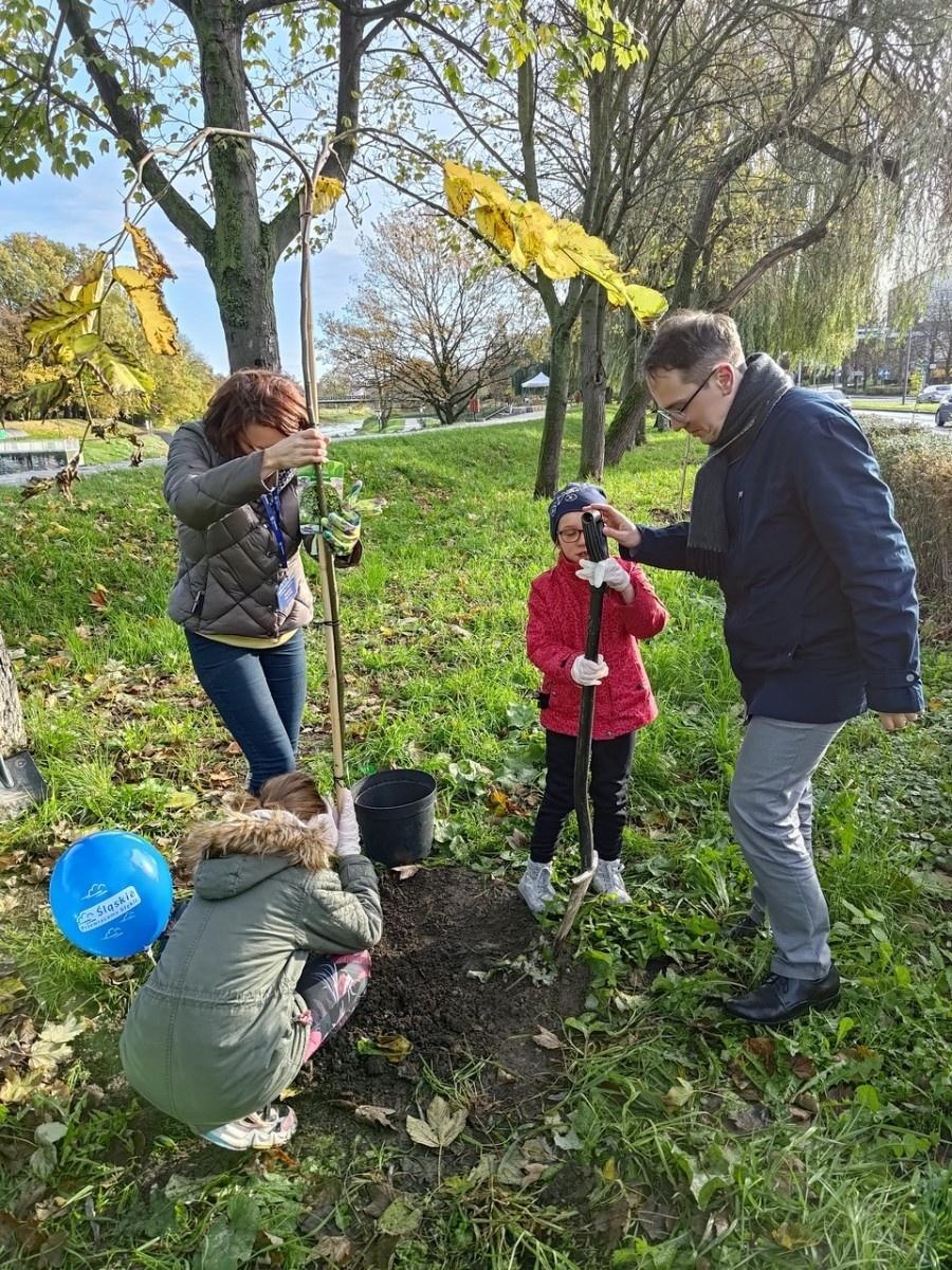 Zdjęcie w galerii na portalu naszraciborz.pl: Wiązy górskie przyozdobią wały nadodrzańskie przy Reymonta wiadomości z regionu