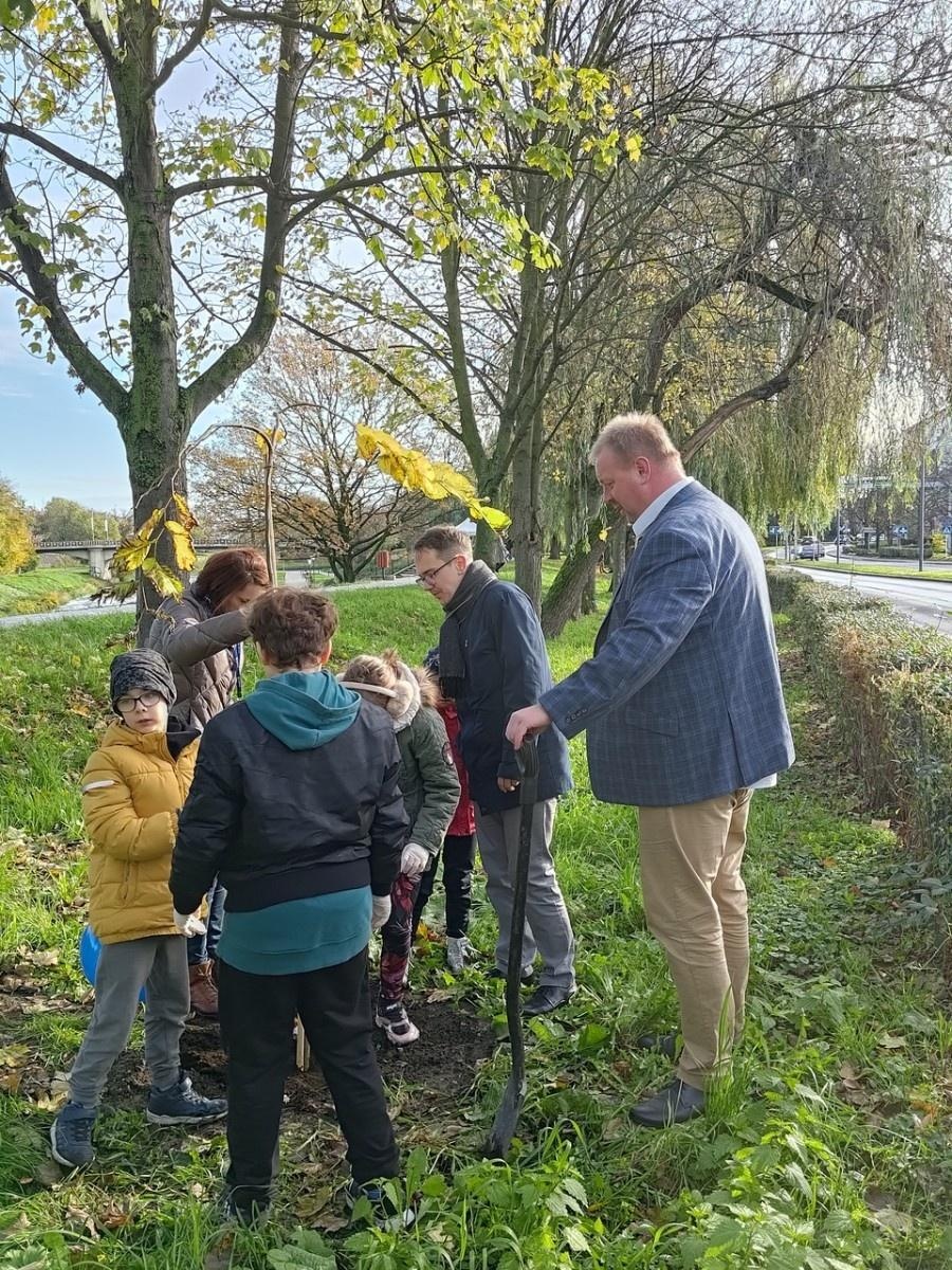 Zdjęcie w galerii na portalu naszraciborz.pl: Wiązy górskie przyozdobią wały nadodrzańskie przy Reymonta wiadomości z regionu