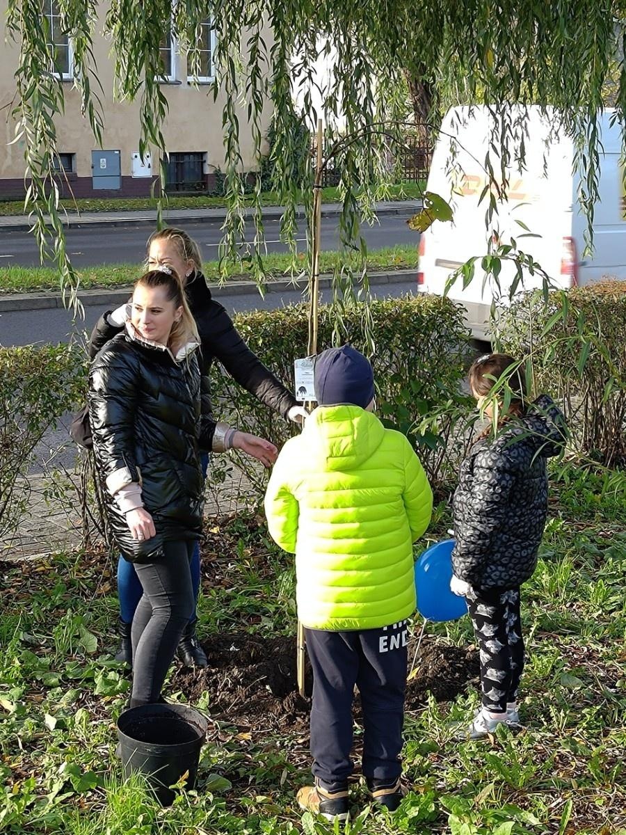 Zdjęcie w galerii na portalu naszraciborz.pl: Wiązy górskie przyozdobią wały nadodrzańskie przy Reymonta wiadomości z regionu