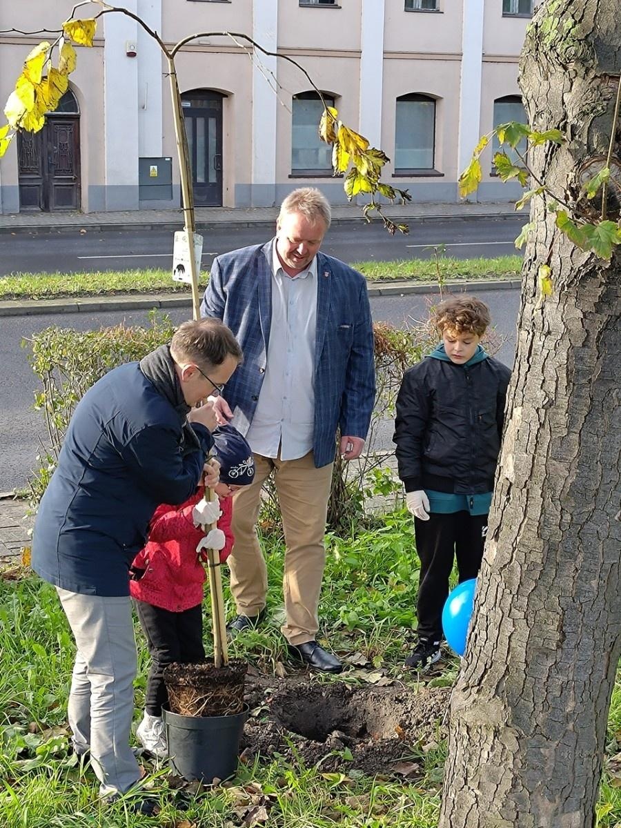 Zdjęcie w galerii na portalu naszraciborz.pl: Wiązy górskie przyozdobią wały nadodrzańskie przy Reymonta wiadomości z regionu