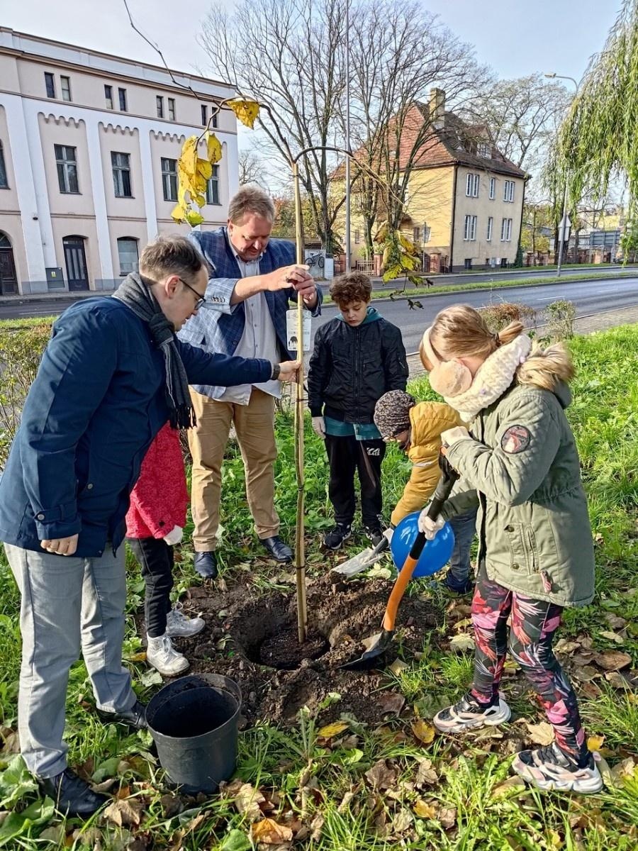 Zdjęcie w galerii na portalu naszraciborz.pl: Wiązy górskie przyozdobią wały nadodrzańskie przy Reymonta wiadomości z regionu
