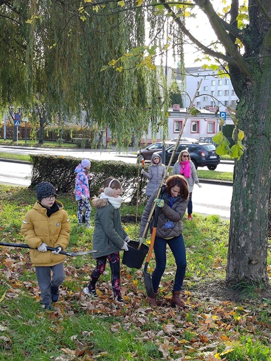 Zdjęcie w galerii na portalu naszraciborz.pl: Wiązy górskie przyozdobią wały nadodrzańskie przy Reymonta wiadomości z regionu