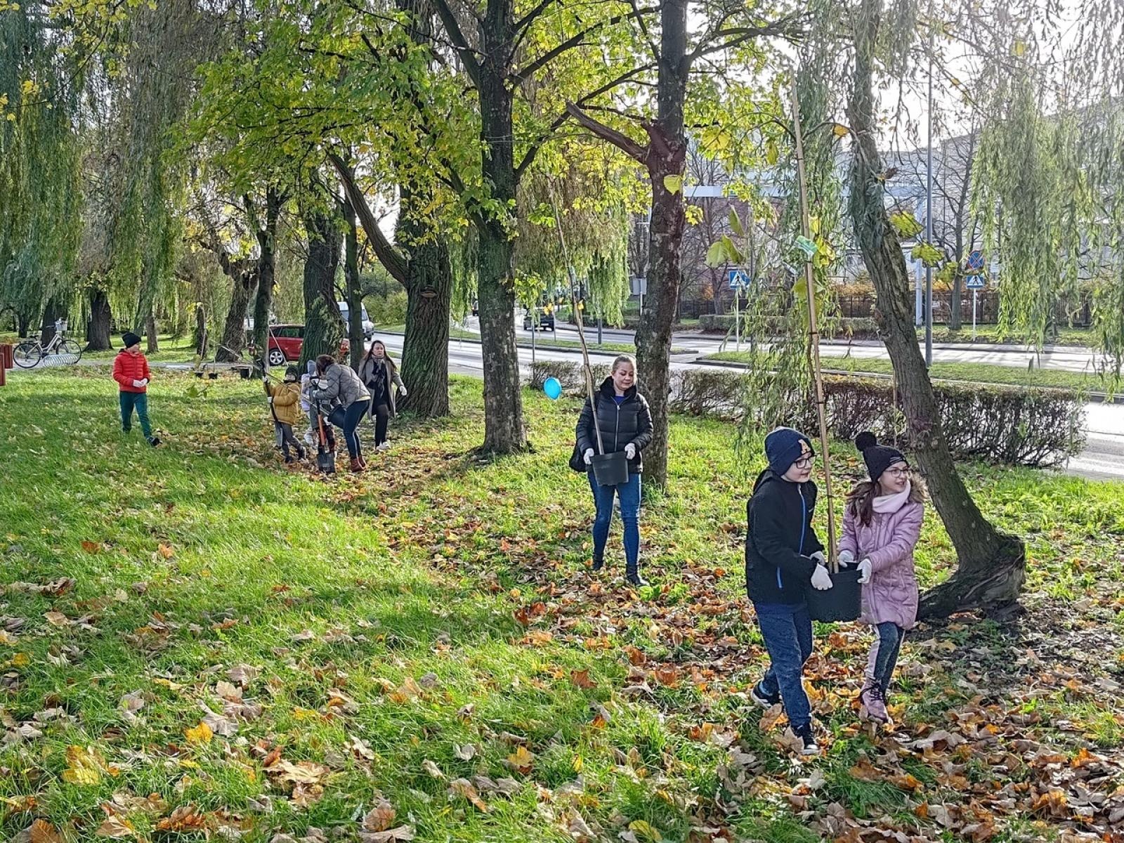 Zdjęcie w galerii na portalu naszraciborz.pl: Wiązy górskie przyozdobią wały nadodrzańskie przy Reymonta wiadomości z regionu