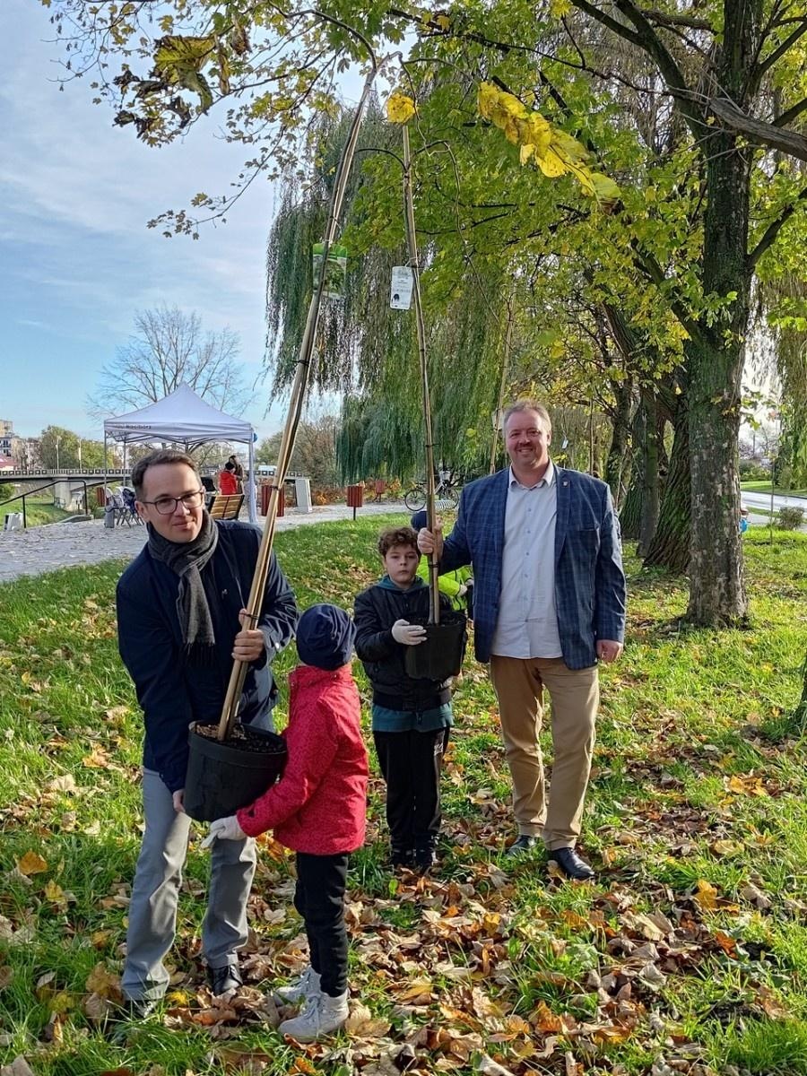 Zdjęcie w galerii na portalu naszraciborz.pl: Wiązy górskie przyozdobią wały nadodrzańskie przy Reymonta wiadomości z regionu