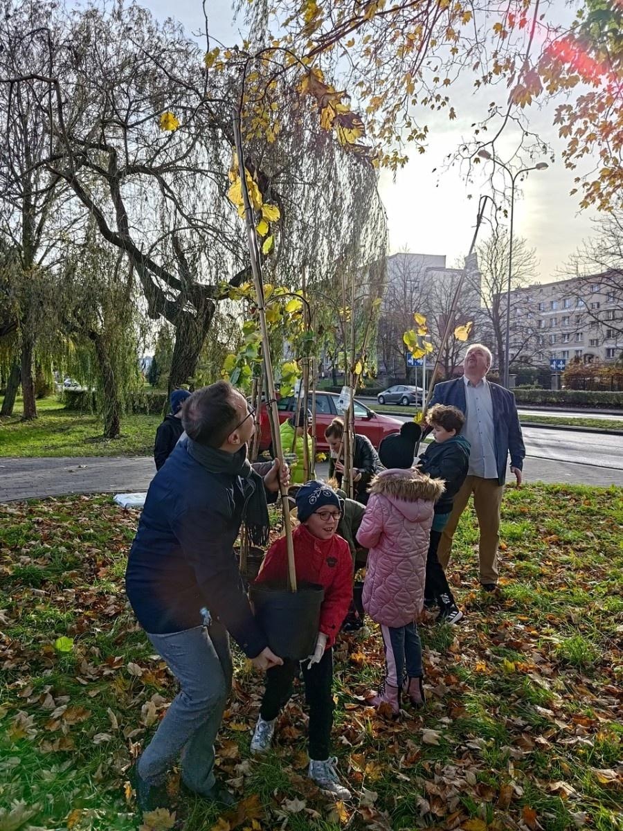 Zdjęcie w galerii na portalu naszraciborz.pl: Wiązy górskie przyozdobią wały nadodrzańskie przy Reymonta wiadomości z regionu