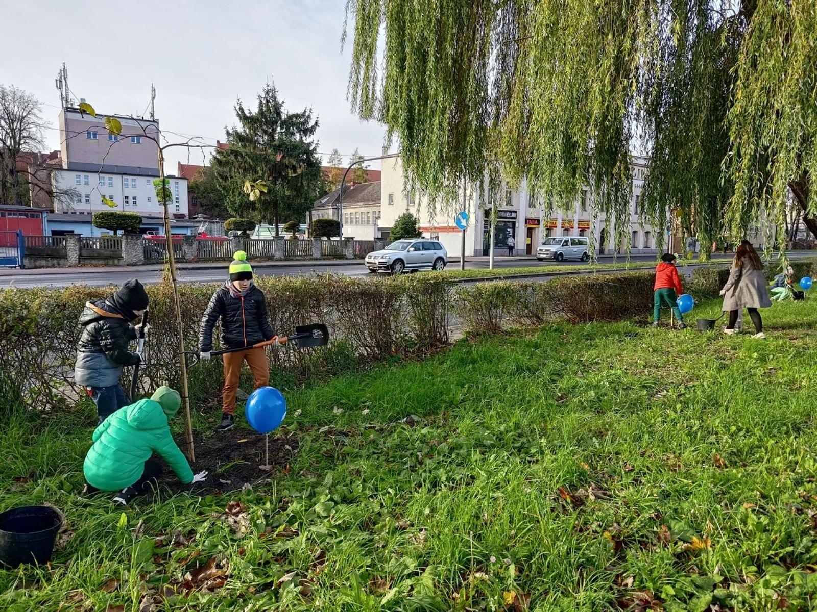Zdjęcie w galerii na portalu naszraciborz.pl: Wiązy górskie przyozdobią wały nadodrzańskie przy Reymonta wiadomości z regionu