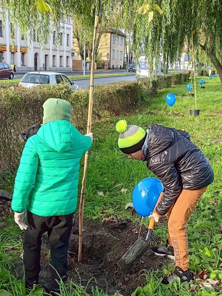 Zdjęcie w galerii na portalu naszraciborz.pl: Wiązy górskie przyozdobią wały nadodrzańskie przy Reymonta wiadomości z regionu