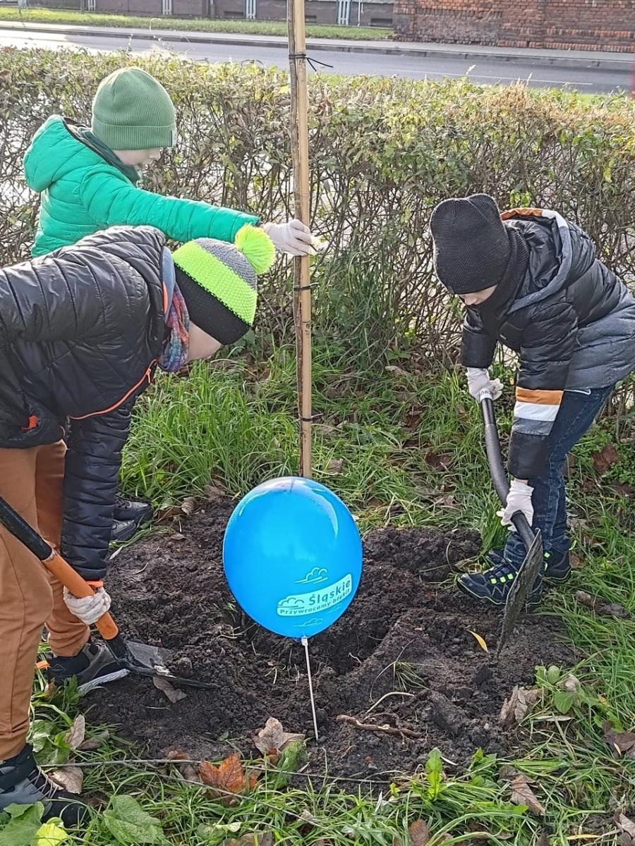 Zdjęcie w galerii na portalu naszraciborz.pl: Wiązy górskie przyozdobią wały nadodrzańskie przy Reymonta wiadomości z regionu