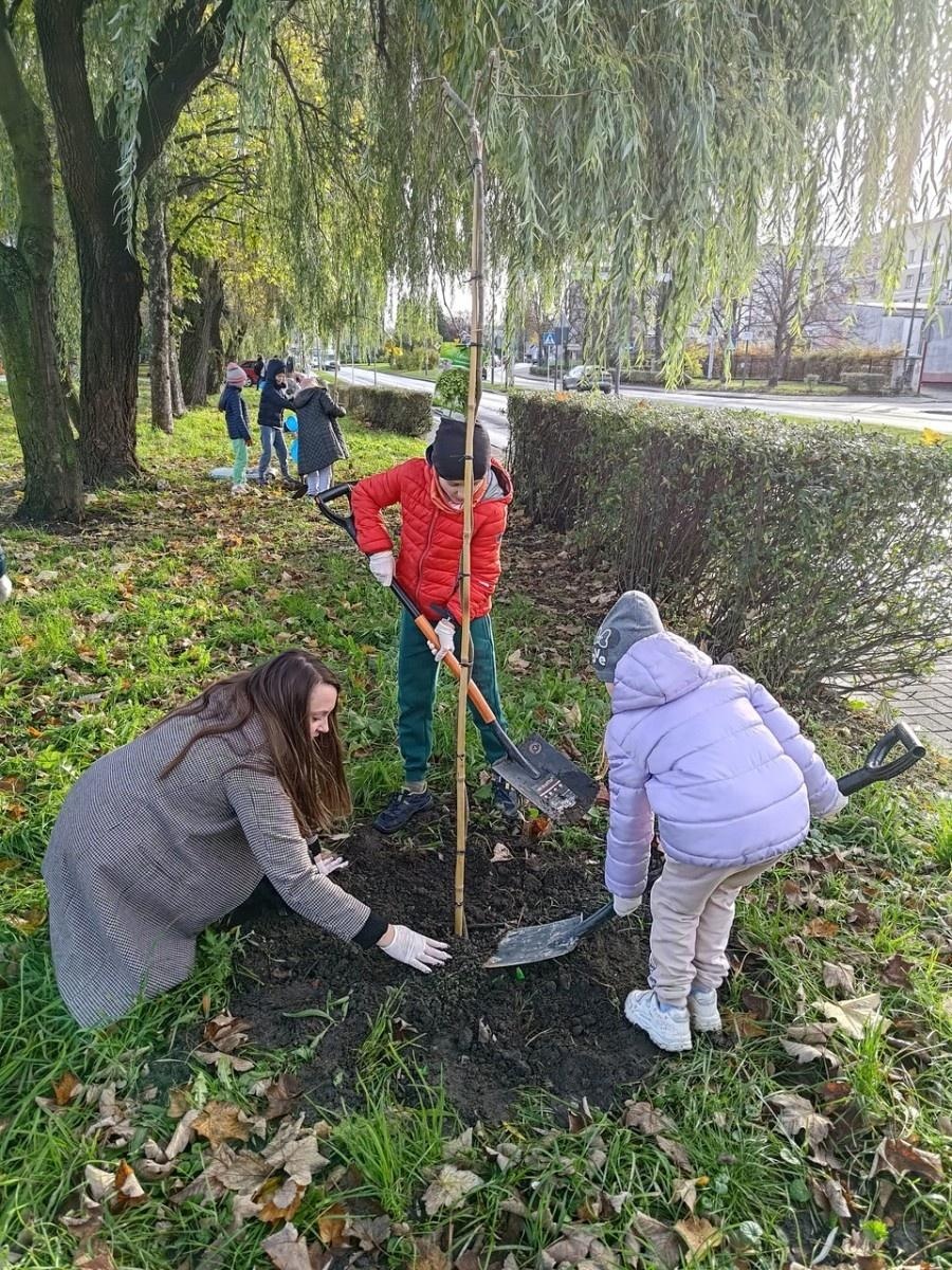Zdjęcie w galerii na portalu naszraciborz.pl: Wiązy górskie przyozdobią wały nadodrzańskie przy Reymonta wiadomości z regionu