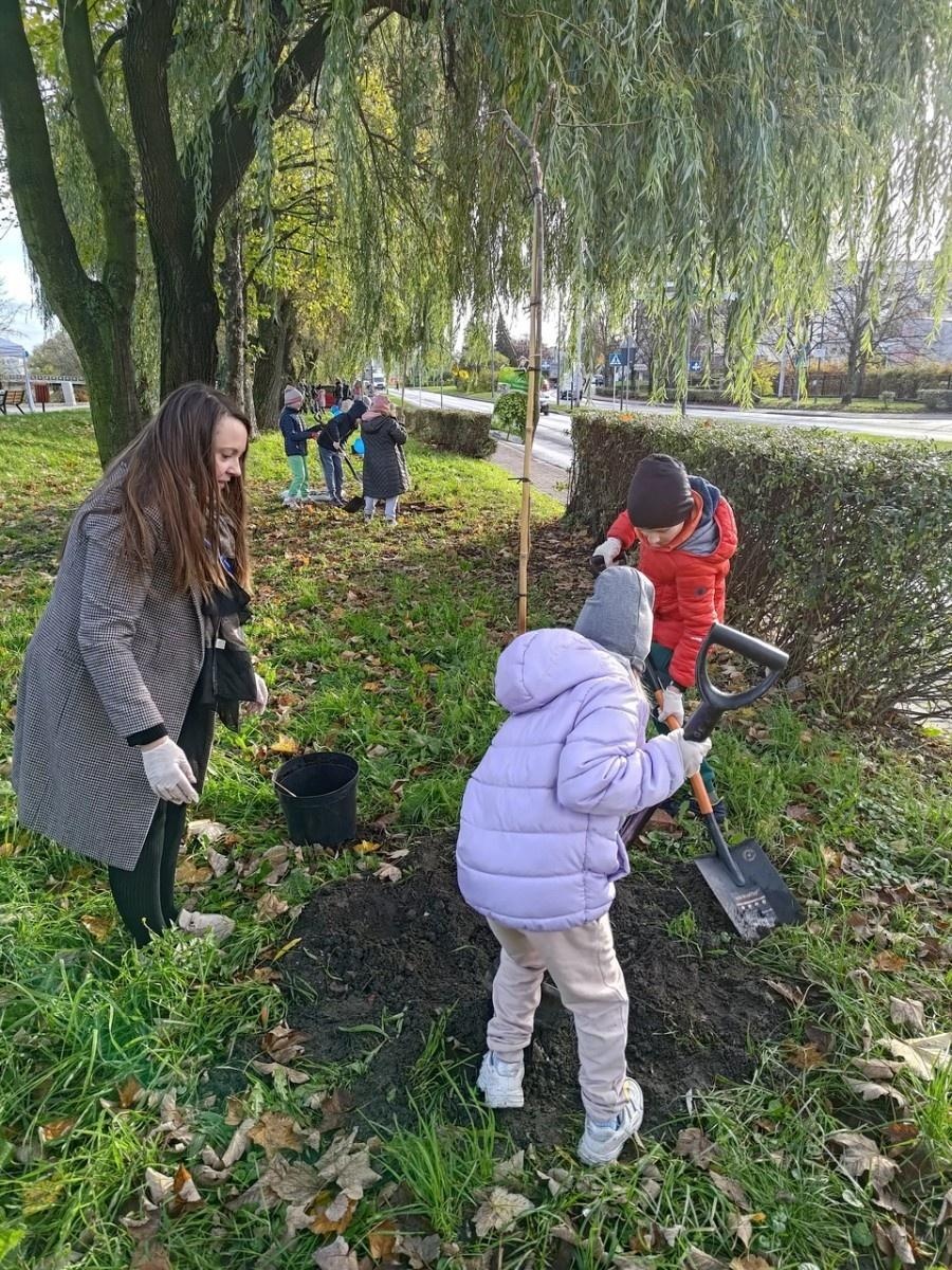 Zdjęcie w galerii na portalu naszraciborz.pl: Wiązy górskie przyozdobią wały nadodrzańskie przy Reymonta wiadomości z regionu