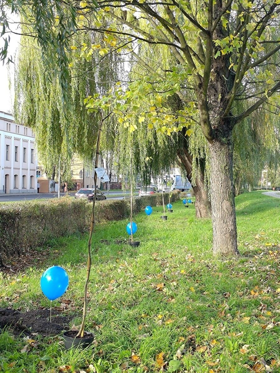 Zdjęcie w galerii na portalu naszraciborz.pl: Wiązy górskie przyozdobią wały nadodrzańskie przy Reymonta wiadomości z regionu