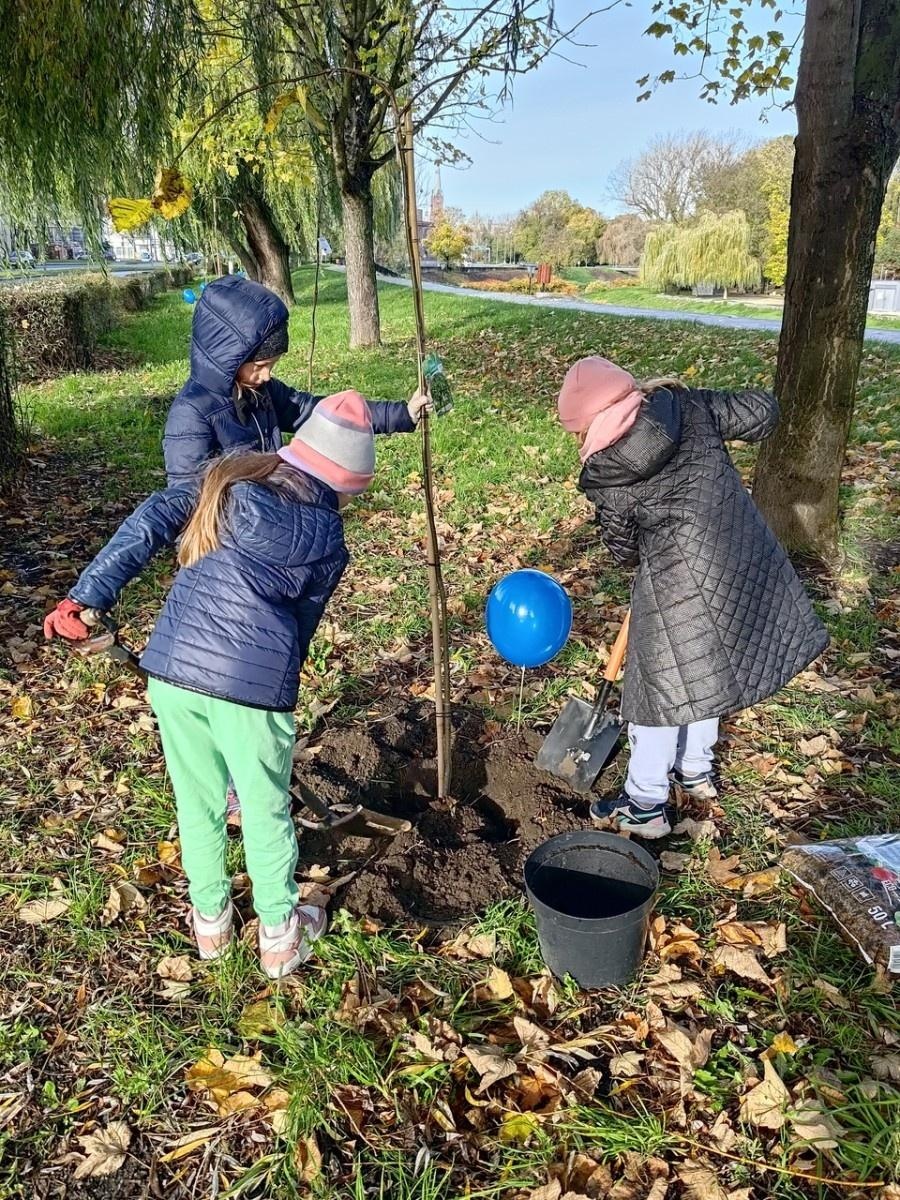 Zdjęcie w galerii na portalu naszraciborz.pl: Wiązy górskie przyozdobią wały nadodrzańskie przy Reymonta wiadomości z regionu