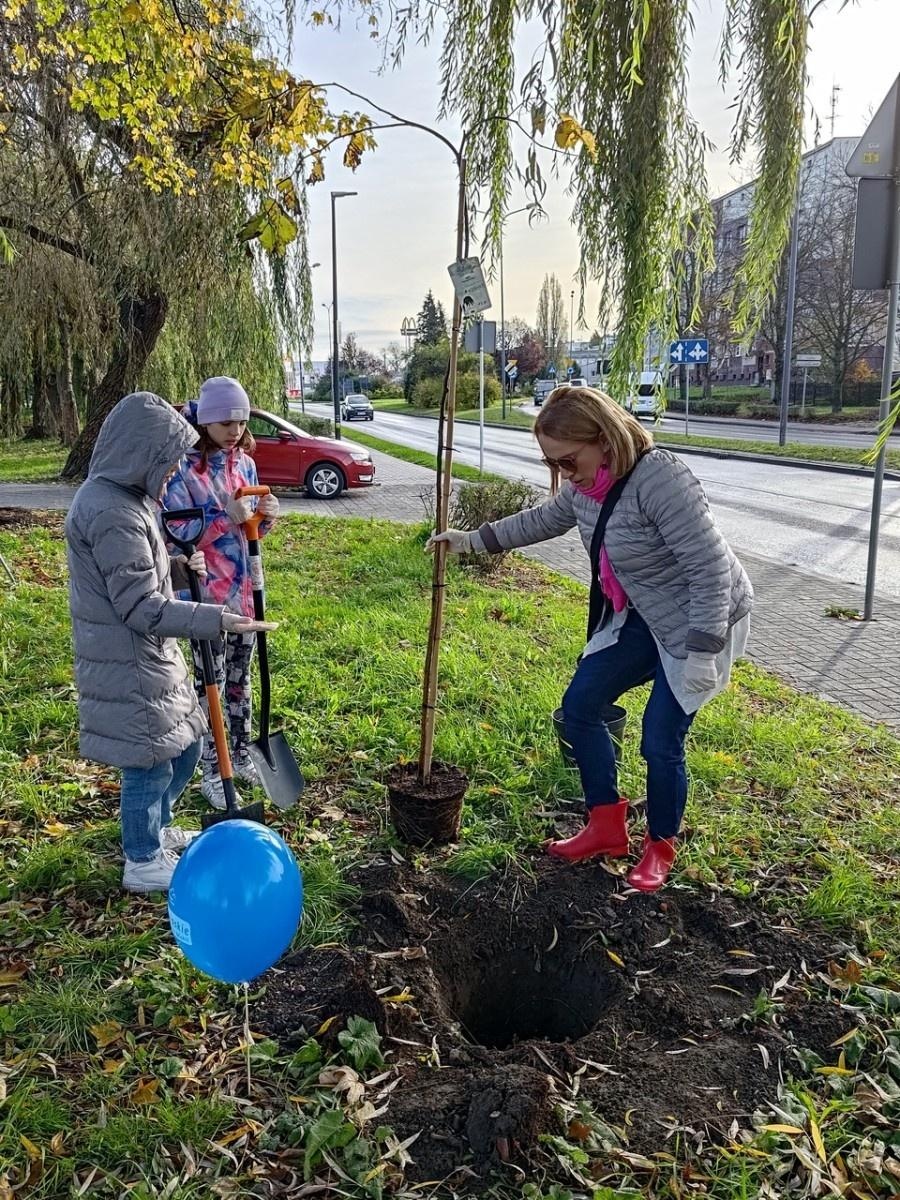 Zdjęcie w galerii na portalu naszraciborz.pl: Wiązy górskie przyozdobią wały nadodrzańskie przy Reymonta wiadomości z regionu