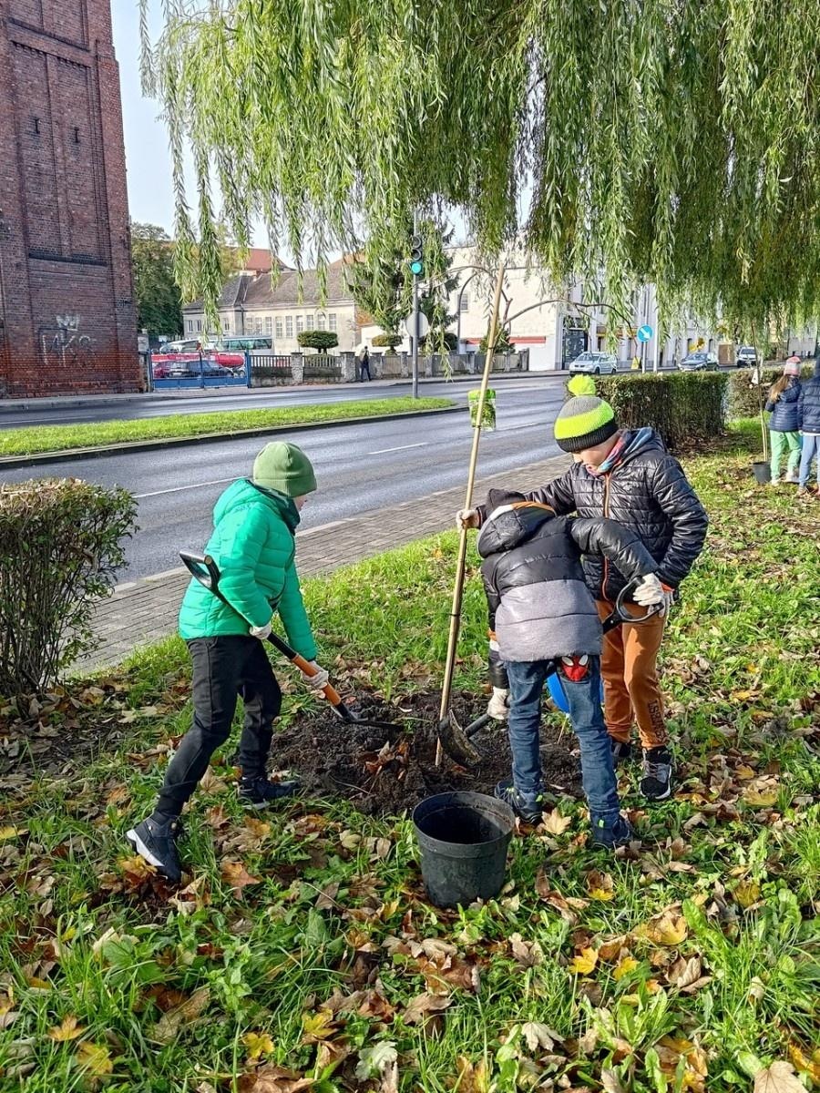 Zdjęcie w galerii na portalu naszraciborz.pl: Wiązy górskie przyozdobią wały nadodrzańskie przy Reymonta wiadomości z regionu