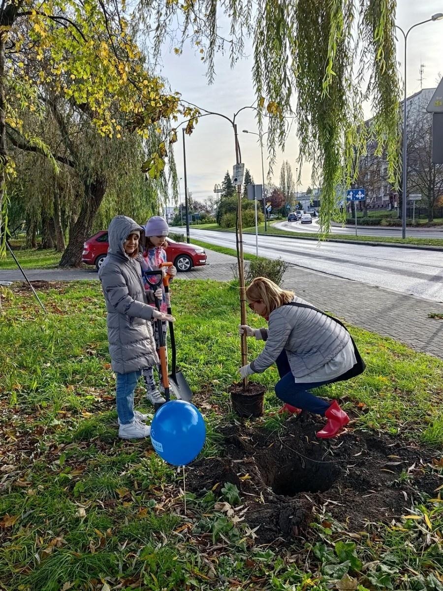 Zdjęcie w galerii na portalu naszraciborz.pl: Wiązy górskie przyozdobią wały nadodrzańskie przy Reymonta wiadomości z regionu
