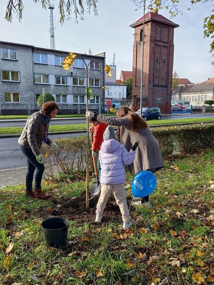 Zdjęcie w galerii na portalu naszraciborz.pl: Wiązy górskie przyozdobią wały nadodrzańskie przy Reymonta wiadomości z regionu