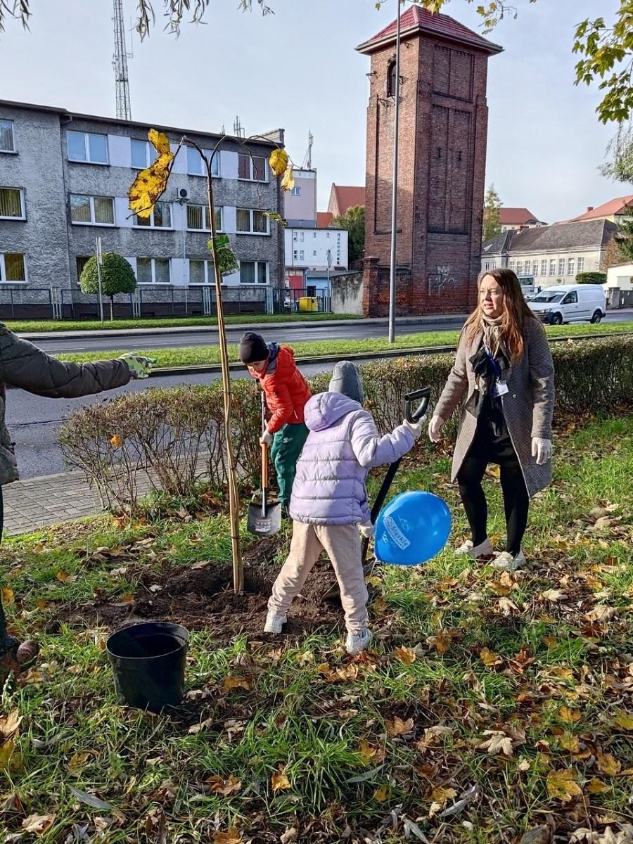 Zdjęcie w galerii na portalu naszraciborz.pl: Wiązy górskie przyozdobią wały nadodrzańskie przy Reymonta wiadomości z regionu