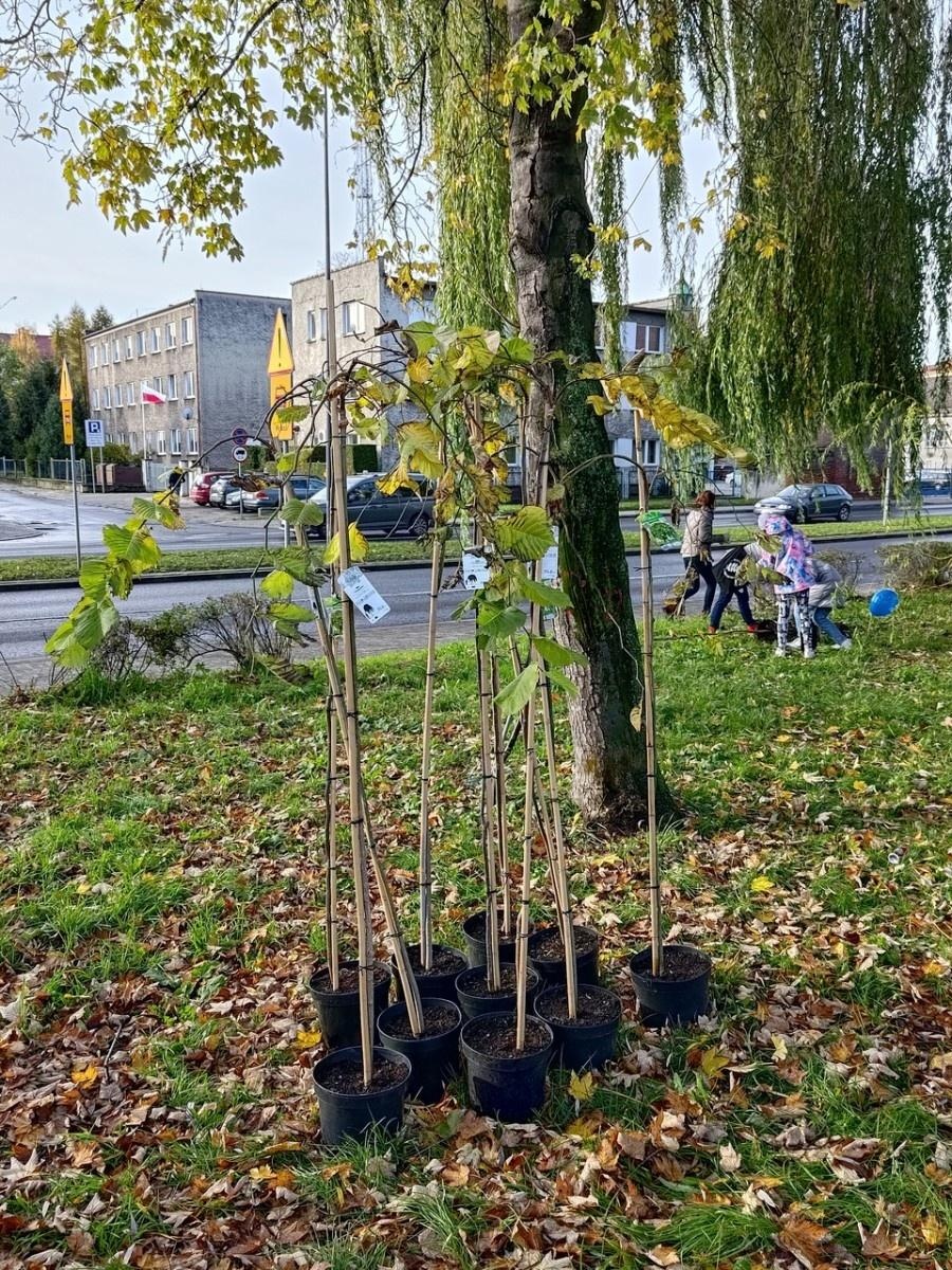 Zdjęcie w galerii na portalu naszraciborz.pl: Wiązy górskie przyozdobią wały nadodrzańskie przy Reymonta wiadomości z regionu