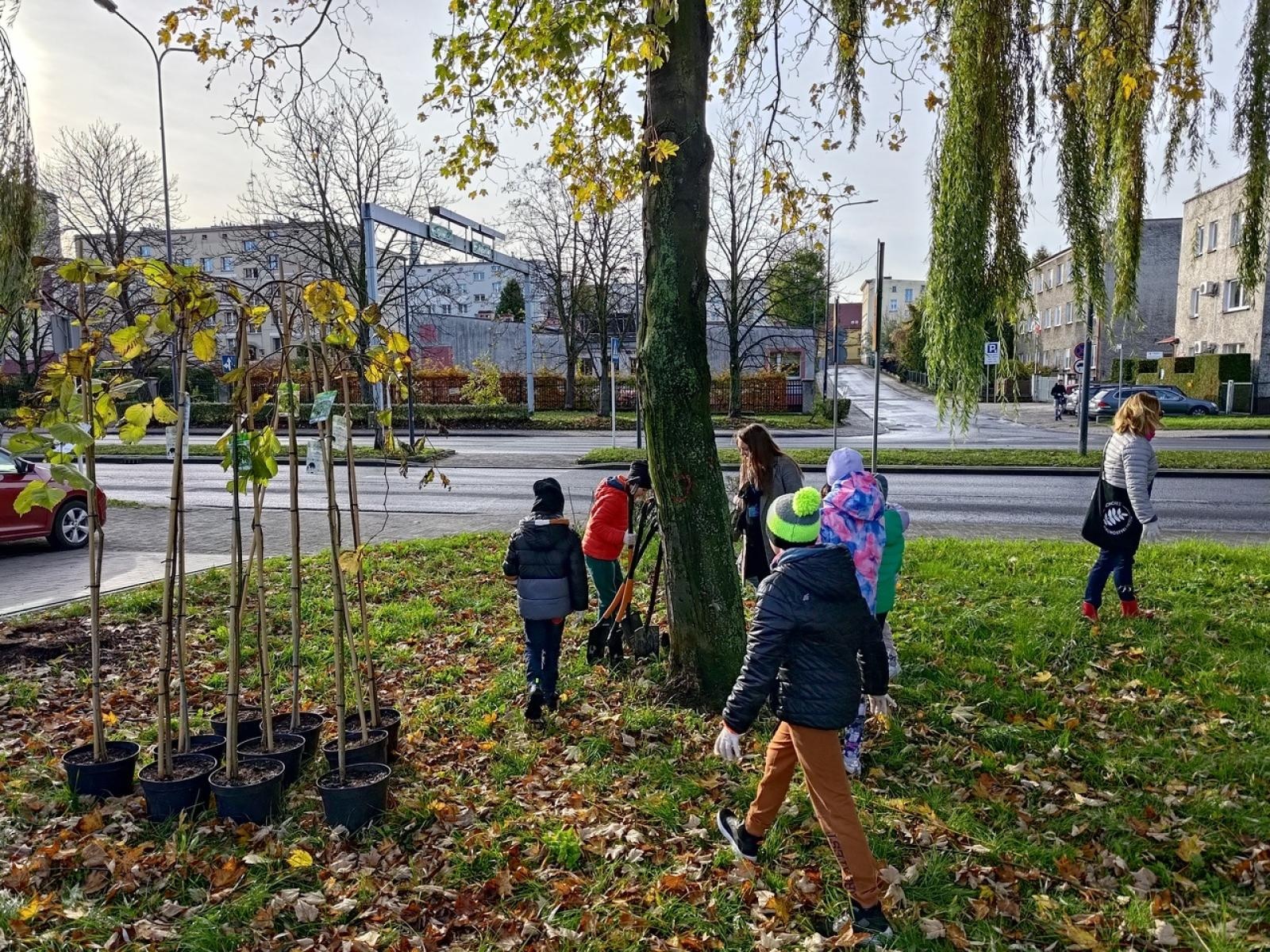 Zdjęcie w galerii na portalu naszraciborz.pl: Wiązy górskie przyozdobią wały nadodrzańskie przy Reymonta wiadomości z regionu