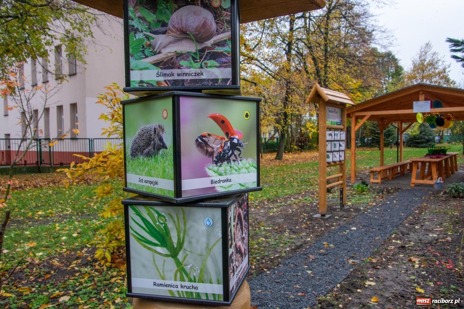 Zdjęcie w galerii na portalu naszraciborz.pl: SP 4 ma ekopracownię pod chmurką ze stacją METEO wiadomości z regionu