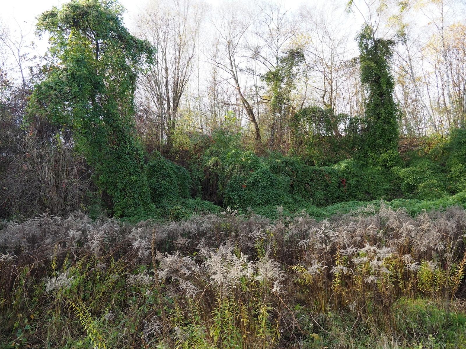 Zdjęcie w galerii na portalu naszraciborz.pl: Konferencja Współczesna Architektura Krajobrazu 2023 wiadomości z regionu