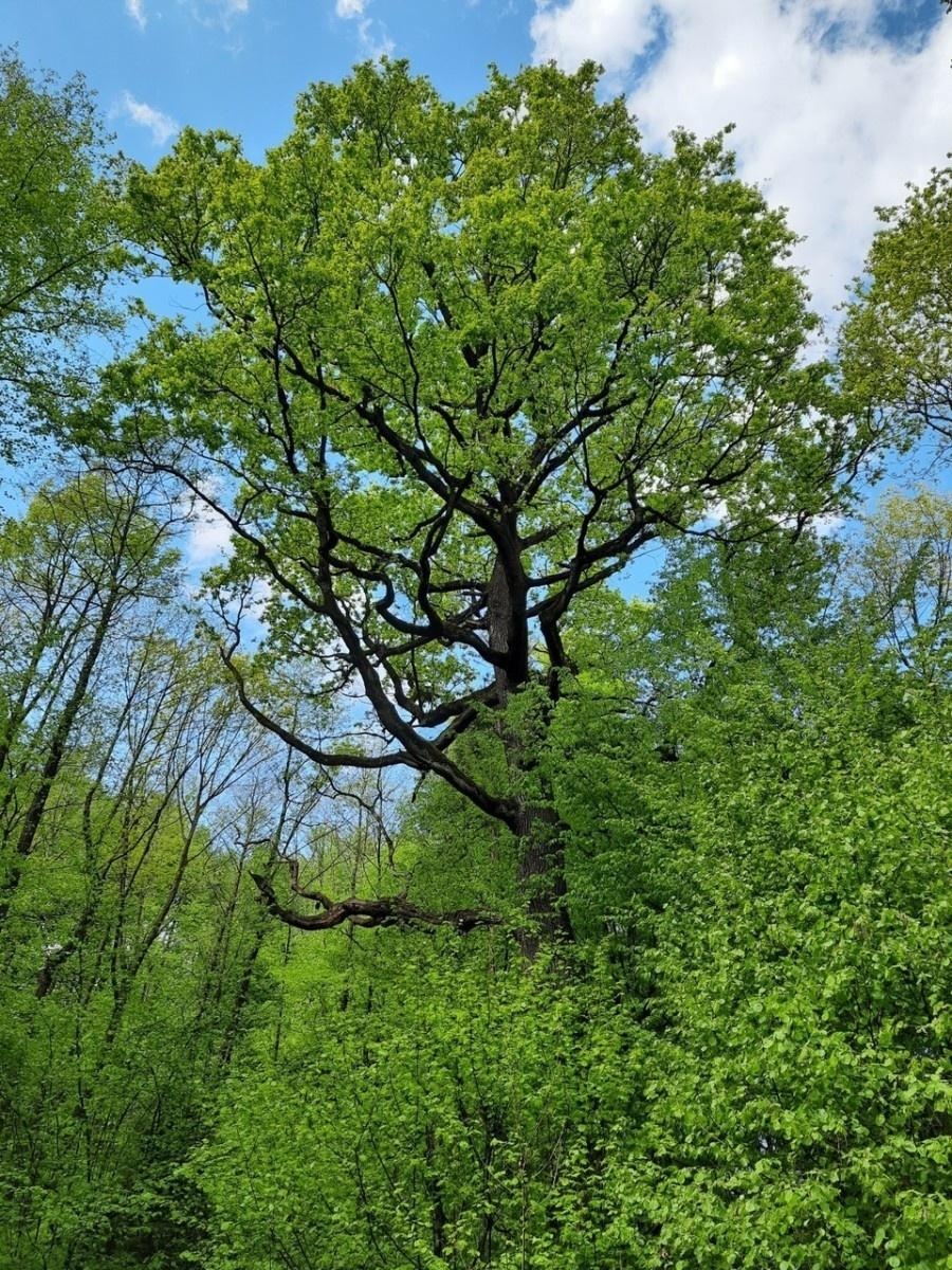 Zdjęcie w galerii na portalu naszraciborz.pl: Dwa nowe pomniki przyrody w Raciborzu wiadomości z regionu