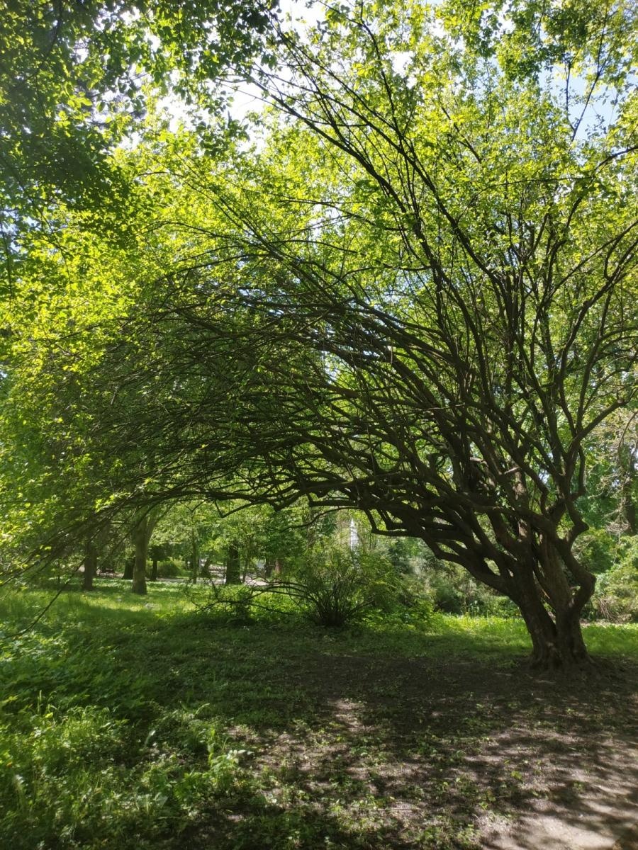 Zdjęcie w galerii na portalu naszraciborz.pl: Trzy nowe pomniki przyrody w Parku im. Miasta Roth wiadomości z regionu