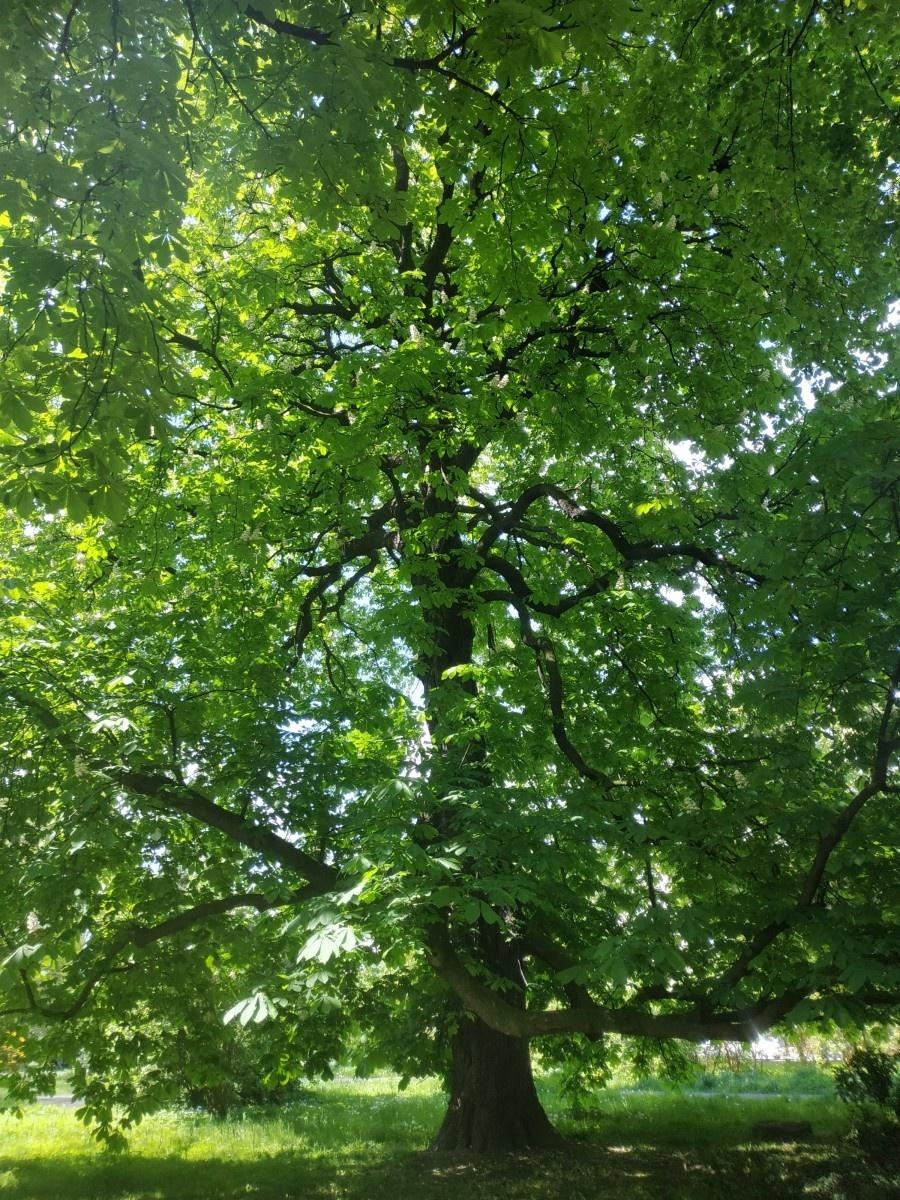 Zdjęcie w galerii na portalu naszraciborz.pl: Trzy nowe pomniki przyrody w Parku im. Miasta Roth wiadomości z regionu